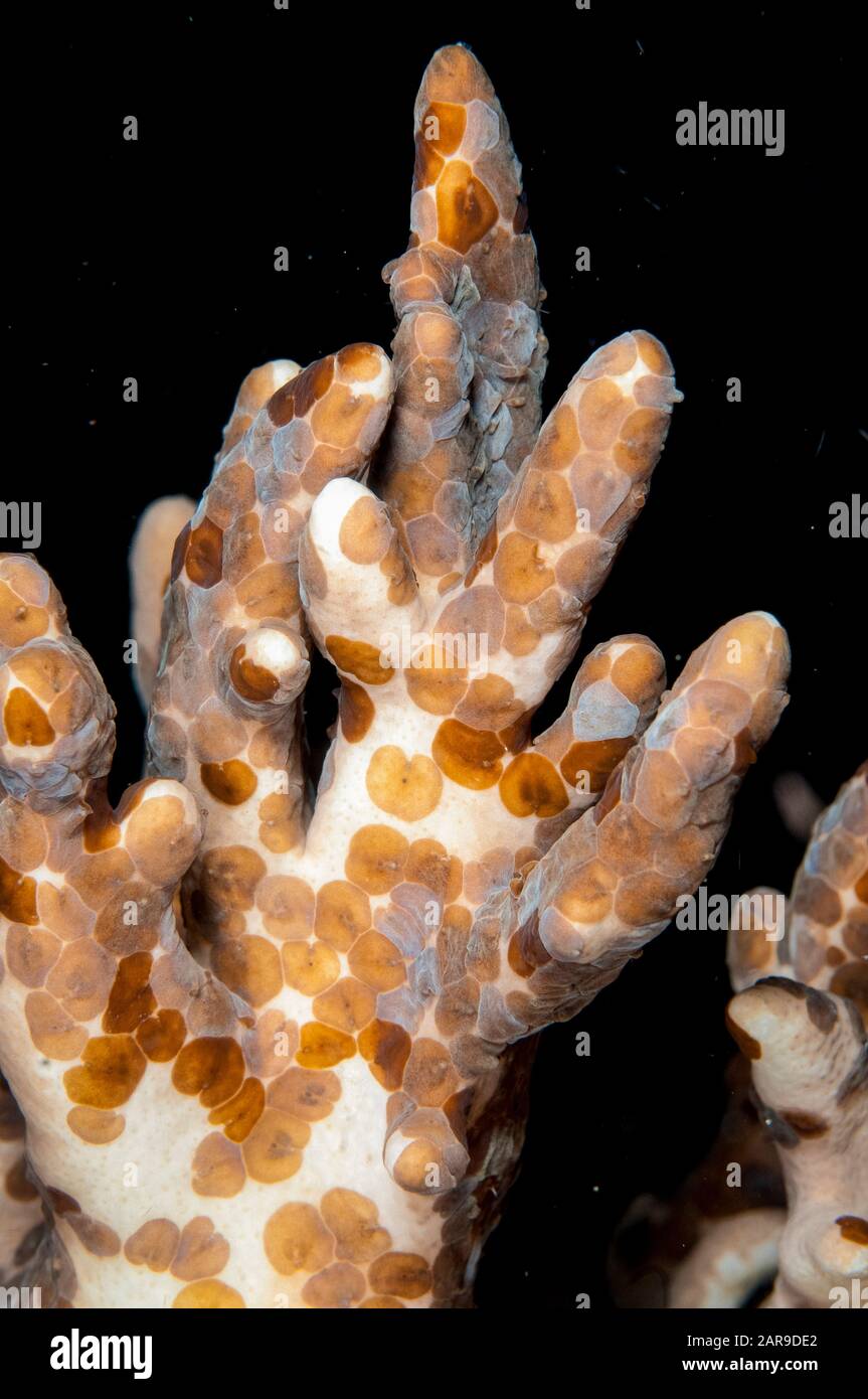 Acoel Flatworms, Waminoa Sp, Wayil Sito Di Immersione, Wayilbatan, Raja Ampat, Papua Occidentale, Indonesia Foto Stock