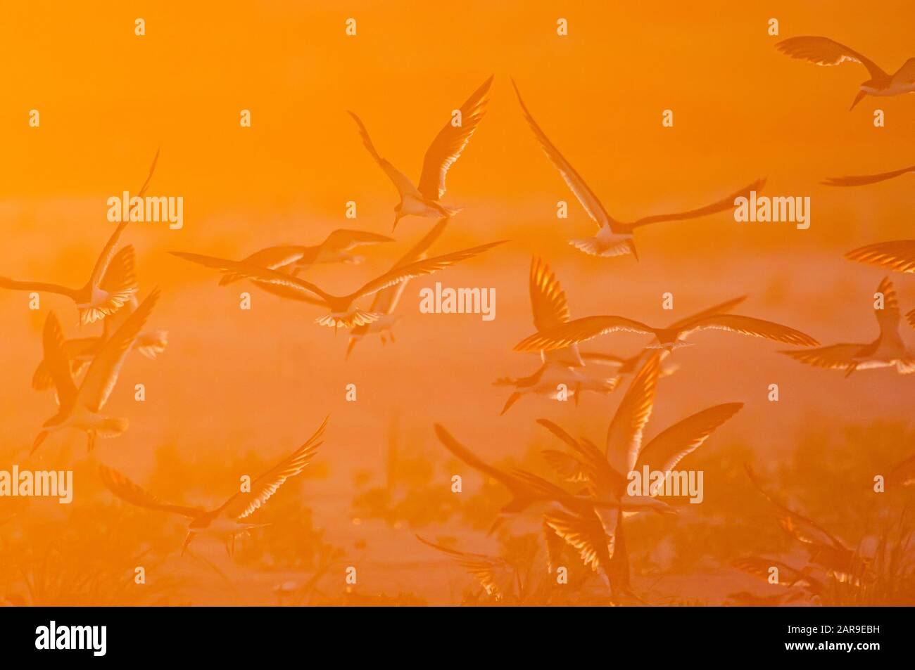 Floccato retroilluminato di skimmer neri in volo Foto Stock