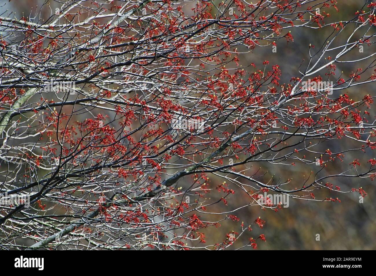 Rosso acero samara sboccia in primavera Foto Stock