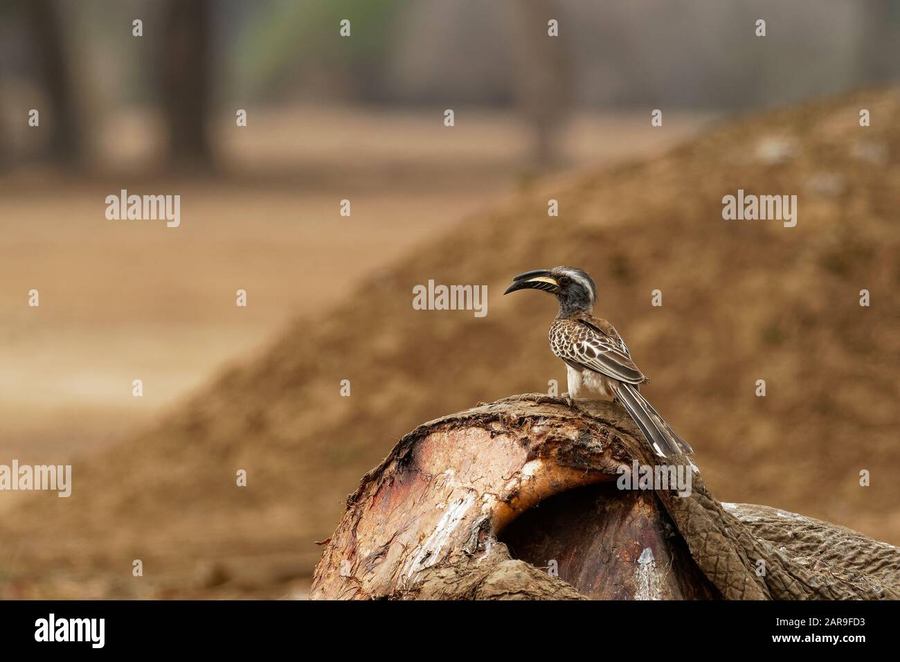 African Gray Hornbill - Lophoceros (Tockus) nasutus hornbill famiglia di uccelli tropicali vicino-passerine del Vecchio mondo, allevatore residente comune in molto Foto Stock
