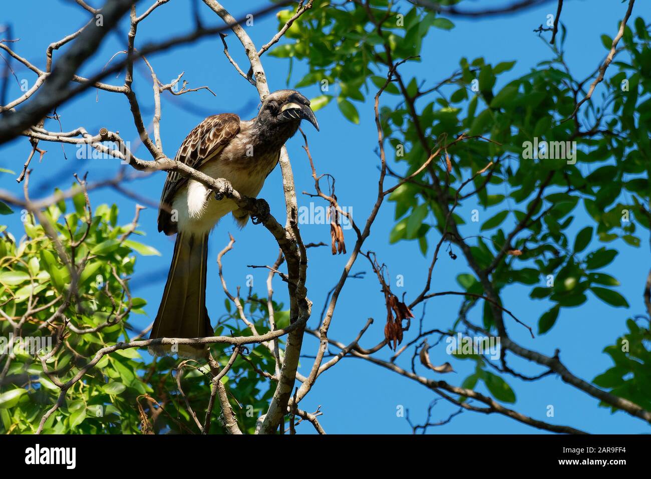 African Gray Hornbill - Lophoceros (Tockus) nasutus hornbill famiglia di uccelli tropicali vicino-passerine del Vecchio mondo, allevatore residente comune in molto Foto Stock
