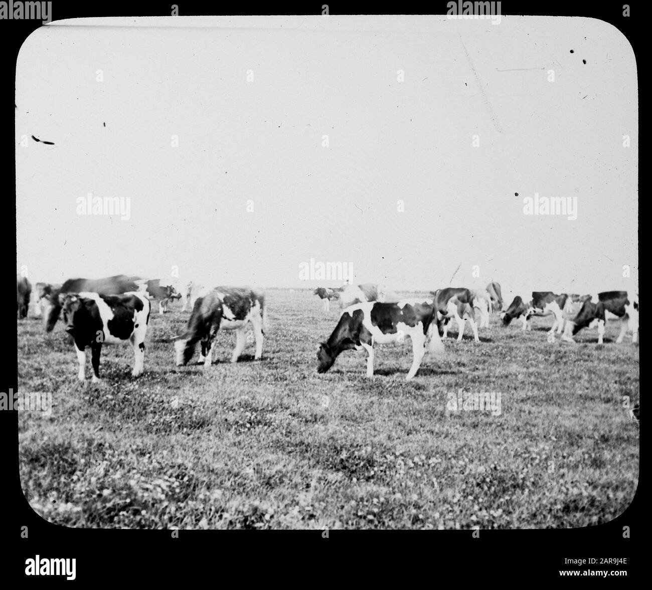 Miniere, colture nel campo, peelmeadow, mucche Data: Parole Chiave non date: Colture nel campo, minerario Nome personale: Mucche, peelmeadow Foto Stock