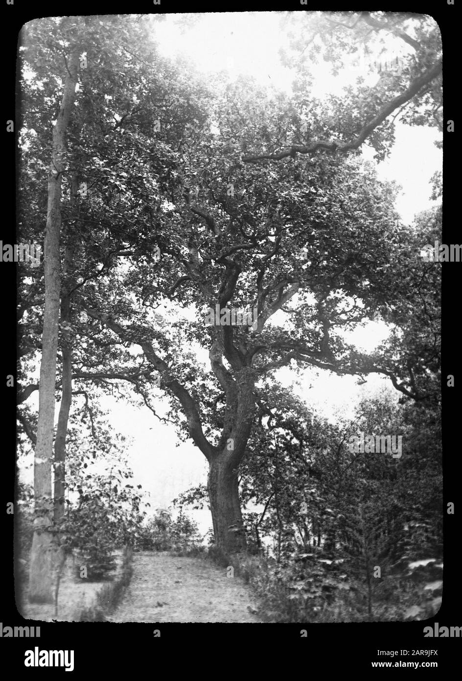 Legno caducido, alberi, foreste, viali, botaniche, querce autoctone Data: Parole Chiave dense: Alberi, foreste, botaniche, viali, legno caducido Nome personale: Rovere nativo Foto Stock