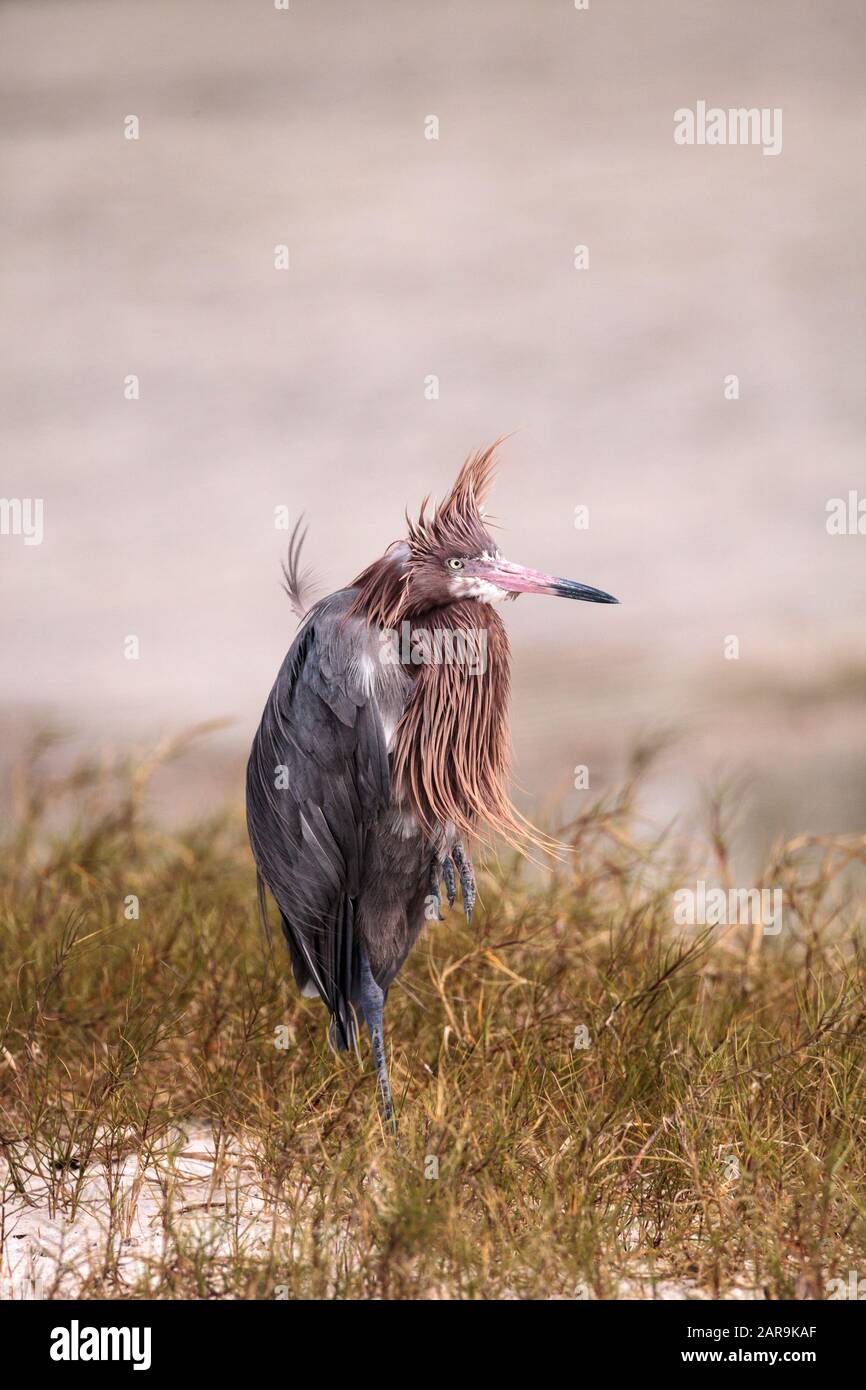 Divertente eddish egret wading uccello Eggretta rufescens avere una brutta giornata di capelli con ruffled piume vicino Tigertail Beach a Marco Island, Florida Foto Stock