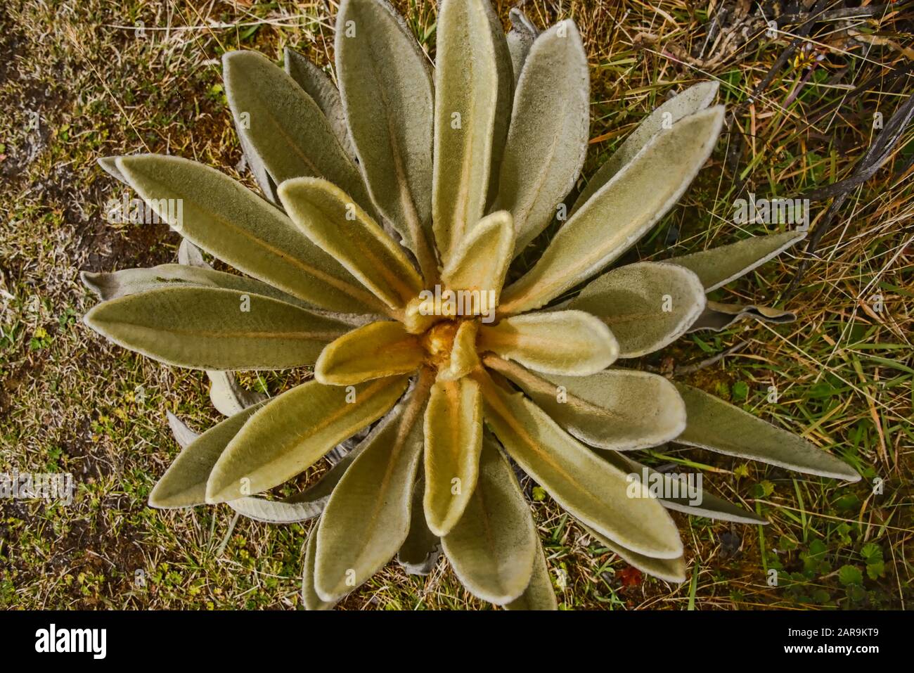 Primo piano della pianta (Espeletia) che cresce sulla Páramo de Oceta, Monguí, Boyaca, Colombia Foto Stock
