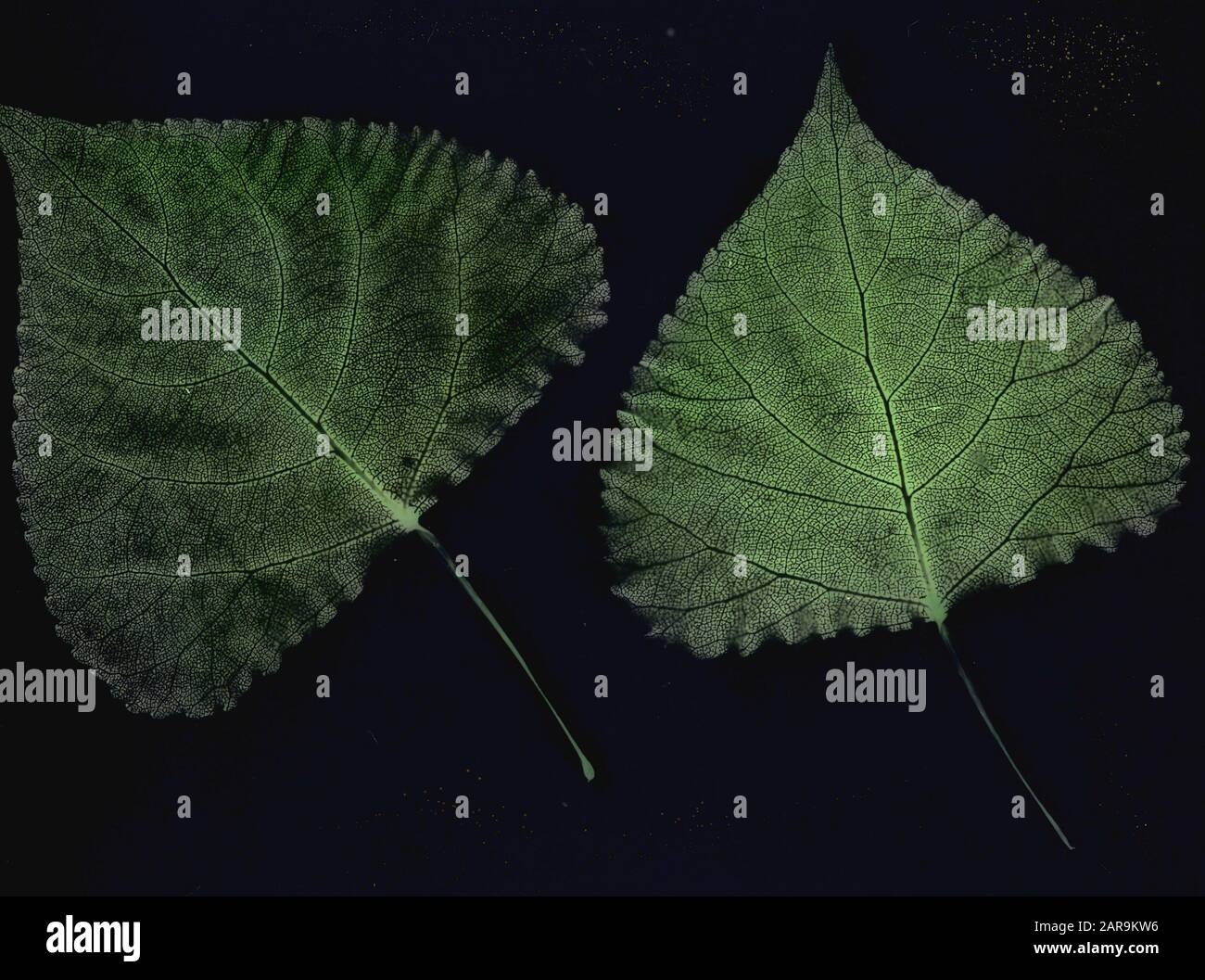 Legno caducido, alberi, foreste, viali, botaniche, populus gelrica Data: Parole Chiave dense: Alberi, foreste, botaniche, viali, legno caducido Nome personale: Populus gelrica Foto Stock