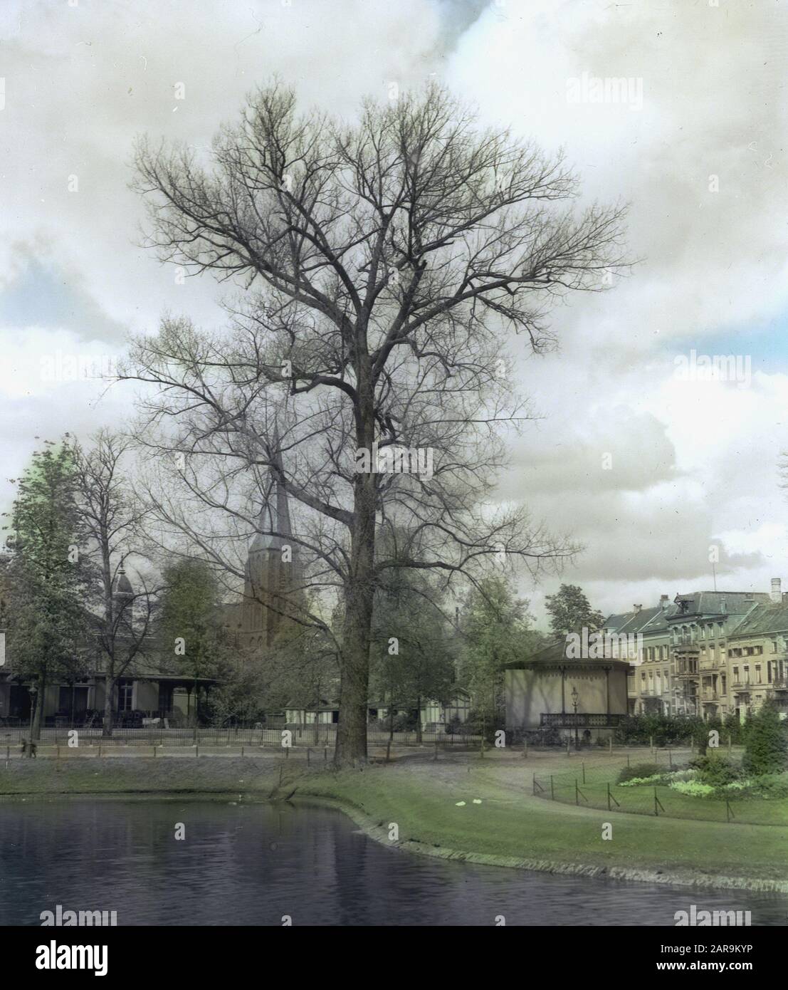 Legno caducido, alberi, foreste, viali, botaniche, populus serotina Data: Parole Chiave dense: Alberi, foreste, botaniche, viali, legno caducido Nome personale: Populus serotina Foto Stock