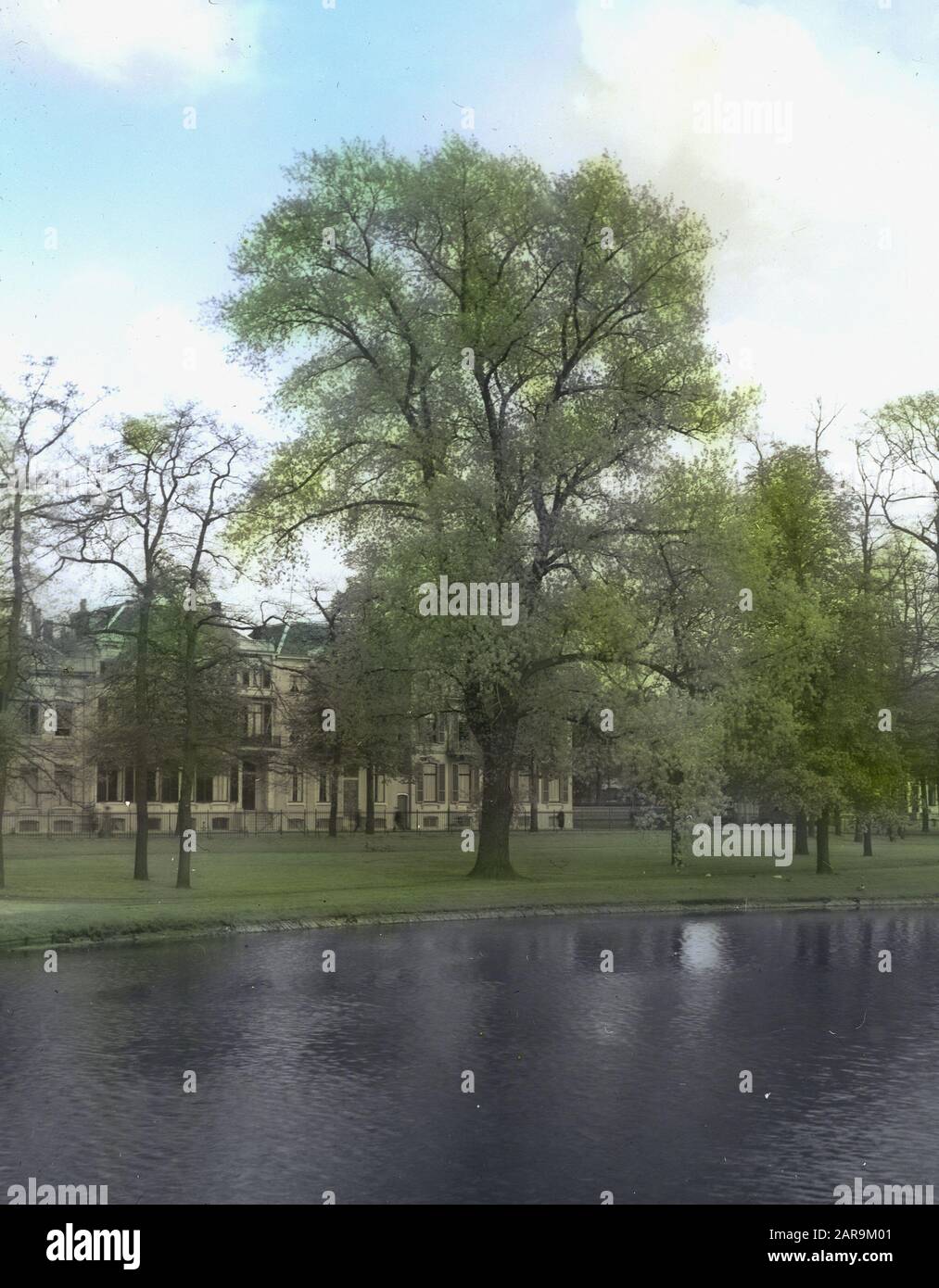 Legno caducido, alberi, foreste, viali, botaniche, populus marilandica Data: Parole Chiave dense: Alberi, foreste, botaniche, viali, legno deciduo Nome personale: Populus marilandica Foto Stock