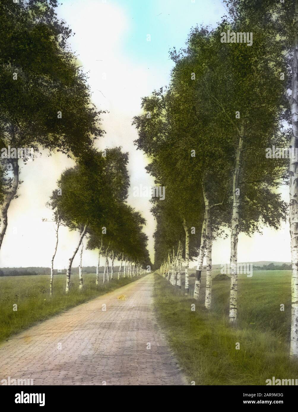 Legno caducido, alberi, foreste, viali, botaniche, betulle Avenue Data: Parole Chiave dense: Alberi, foreste, botaniche, viali, legno caducido Nome personale: Viale di betulla Foto Stock