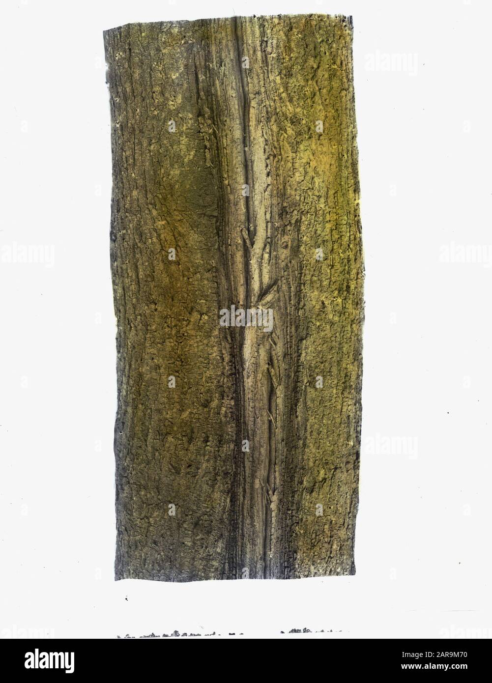 Insetti, danni, coleottero di elm Data: Parole Chiave non date: Danni, insetti Nome personale: Elm sprintbeetle Foto Stock