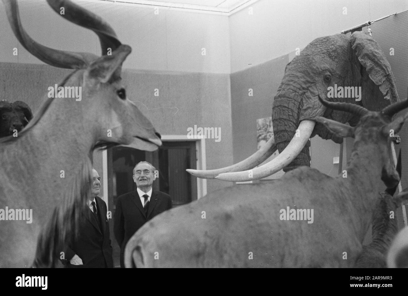 Sua Eccellenza Dr. W. Drees ha accettato il patrocinio della mostra Animali africani nel Museo Zoologico dell'Università di Data: 8 marzo 1963 Parole Chiave: Patronati, mostre Nome personale: Drees, Willem Institution nome: Università di Amsterdam Foto Stock
