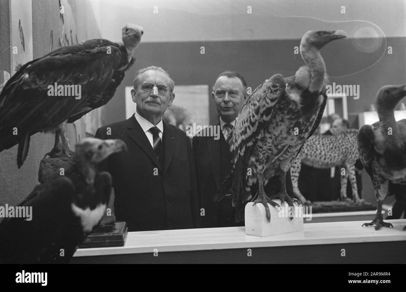 Sua Eccellenza Dr. W. Drees ha accettato il patrocinio della mostra Animali africani nel Museo Zoologico dell'Università di Data: 8 marzo 1963 Parole Chiave: Patronati, mostre Nome personale: Drees, Willem Institution nome: Università di Amsterdam Foto Stock