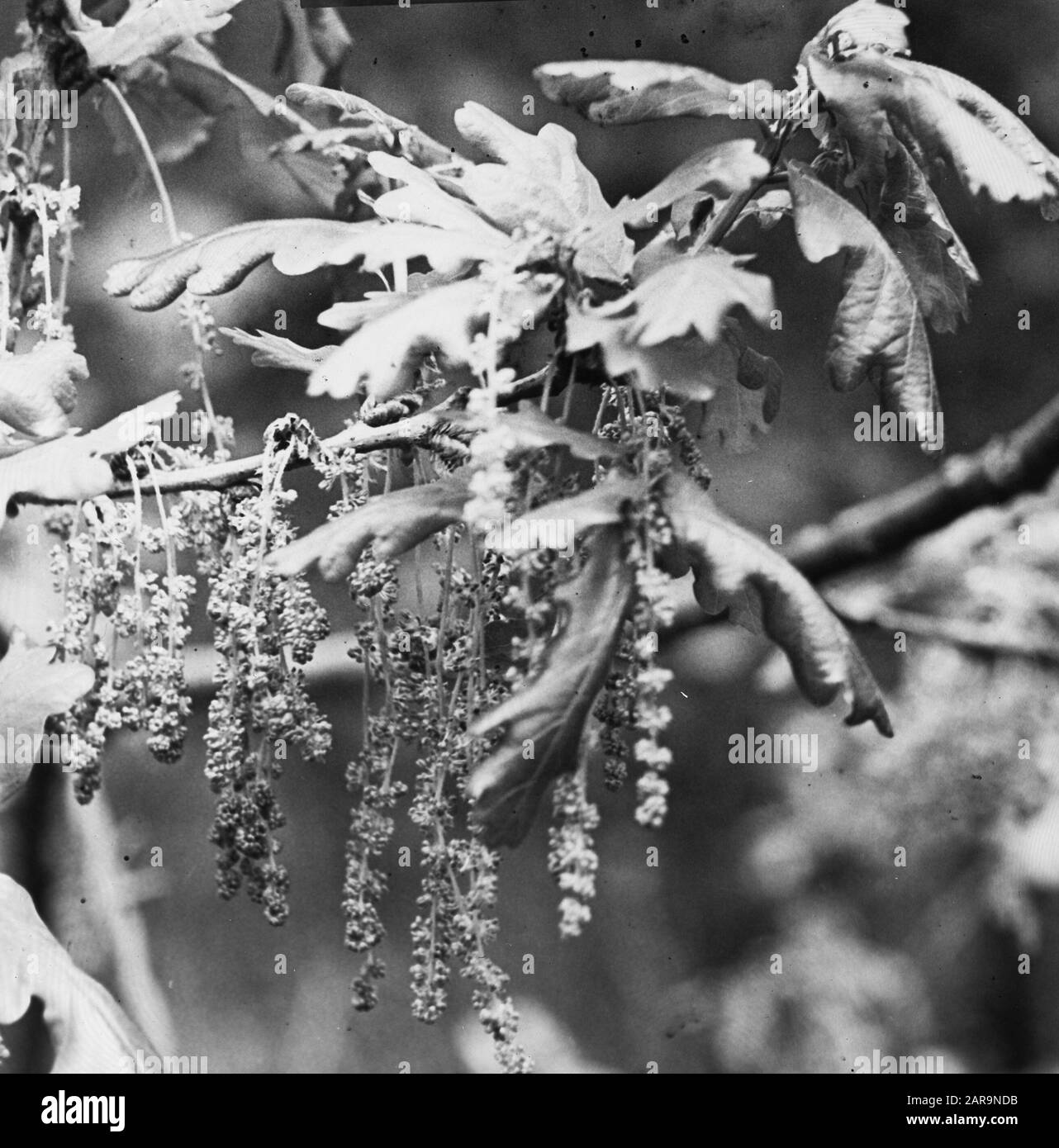 Legno caducido, alberi, foreste, viali, botaniche, querce estive Data: Parole Chiave dense: Alberi, foreste, botaniche, viali, legno caducido Nome personale: Quercia estiva Foto Stock