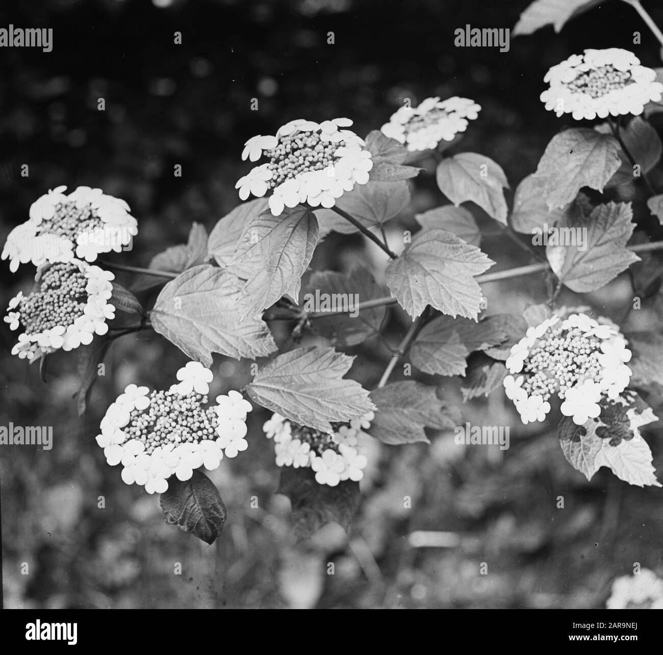 Legno caducido, alberi, foreste, viali, botaniche, rosa Gelderse Data: Parole Chiave dense: Alberi, foreste, botaniche, viali, legno caducido Nome personale: Gelderse Rose Foto Stock