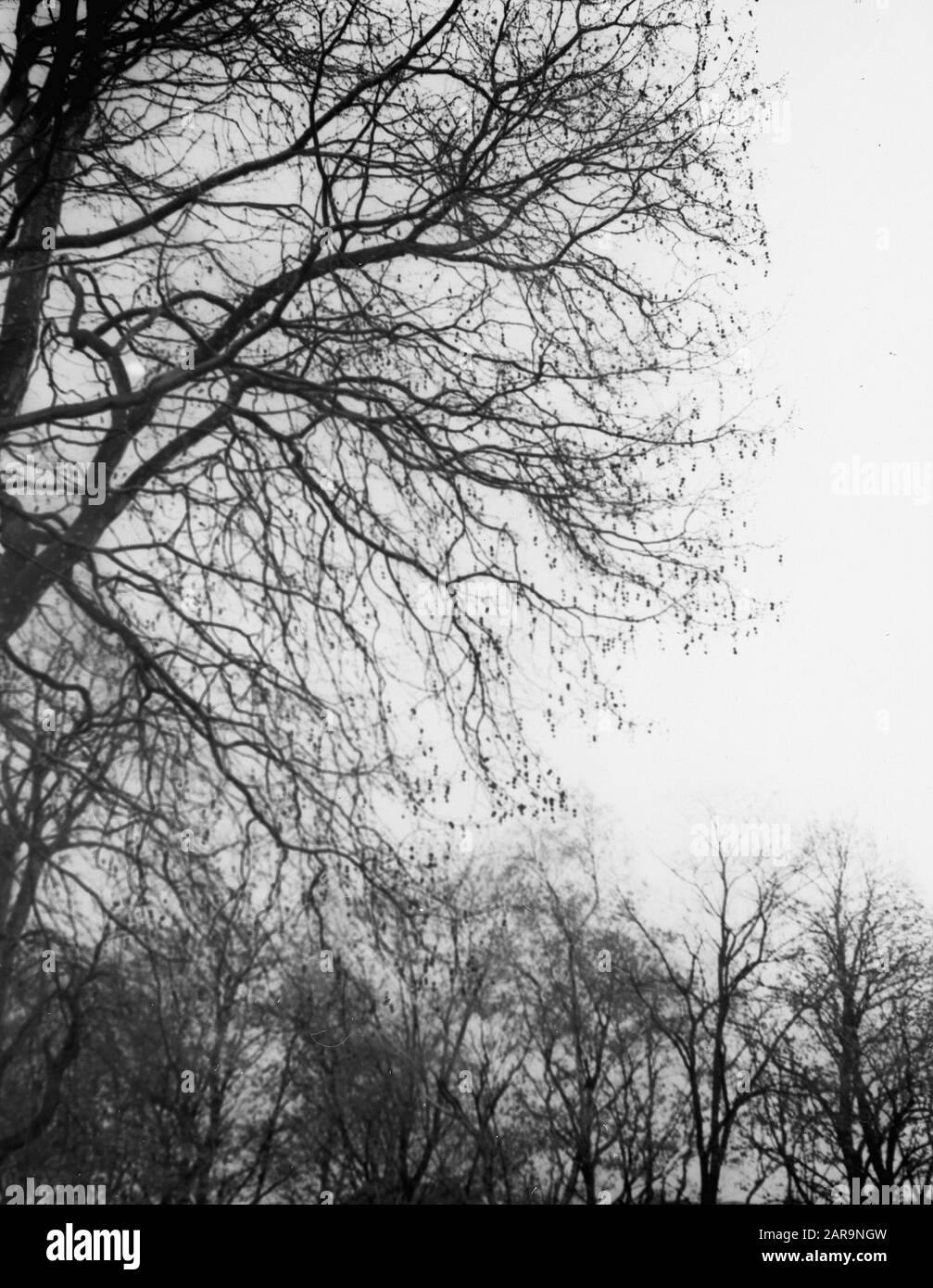 Legno caducido, alberi, foreste, viali, botaniche, platani Data: Parole Chiave dense: Alberi, foreste, botaniche, viali, legno caducido Nome personale: Plane Tree Foto Stock