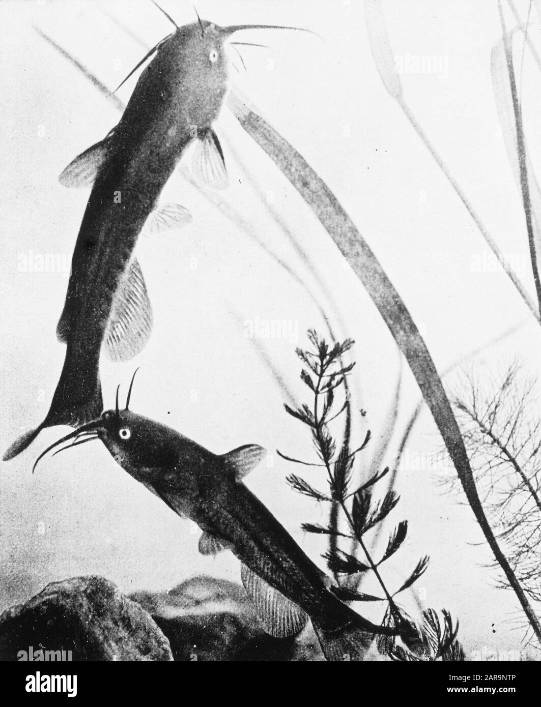 Pesca d'acqua dolce, nani Data: Parole Chiave non date: Pesca d'acqua dolce Nome Della Persona: Nani Foto Stock Pesca d'acqua dolce, nani Data: Parole Chiave non date: Pesca d'acqua dolce Nome Della Persona: Nani Foto Stock