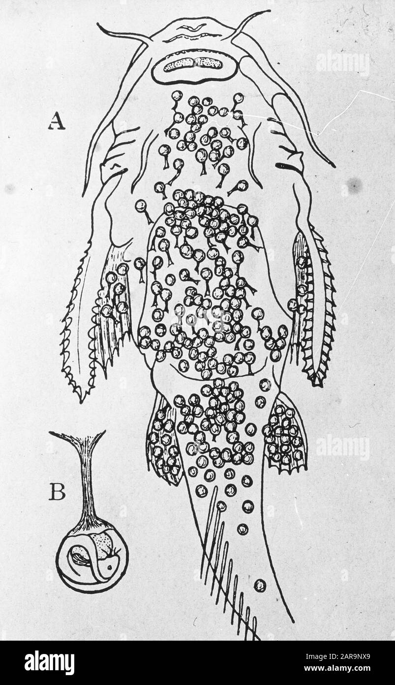 Uova sottoscocca Data: Parole Chiave non date: Pesca d'acqua dolce Foto Stock