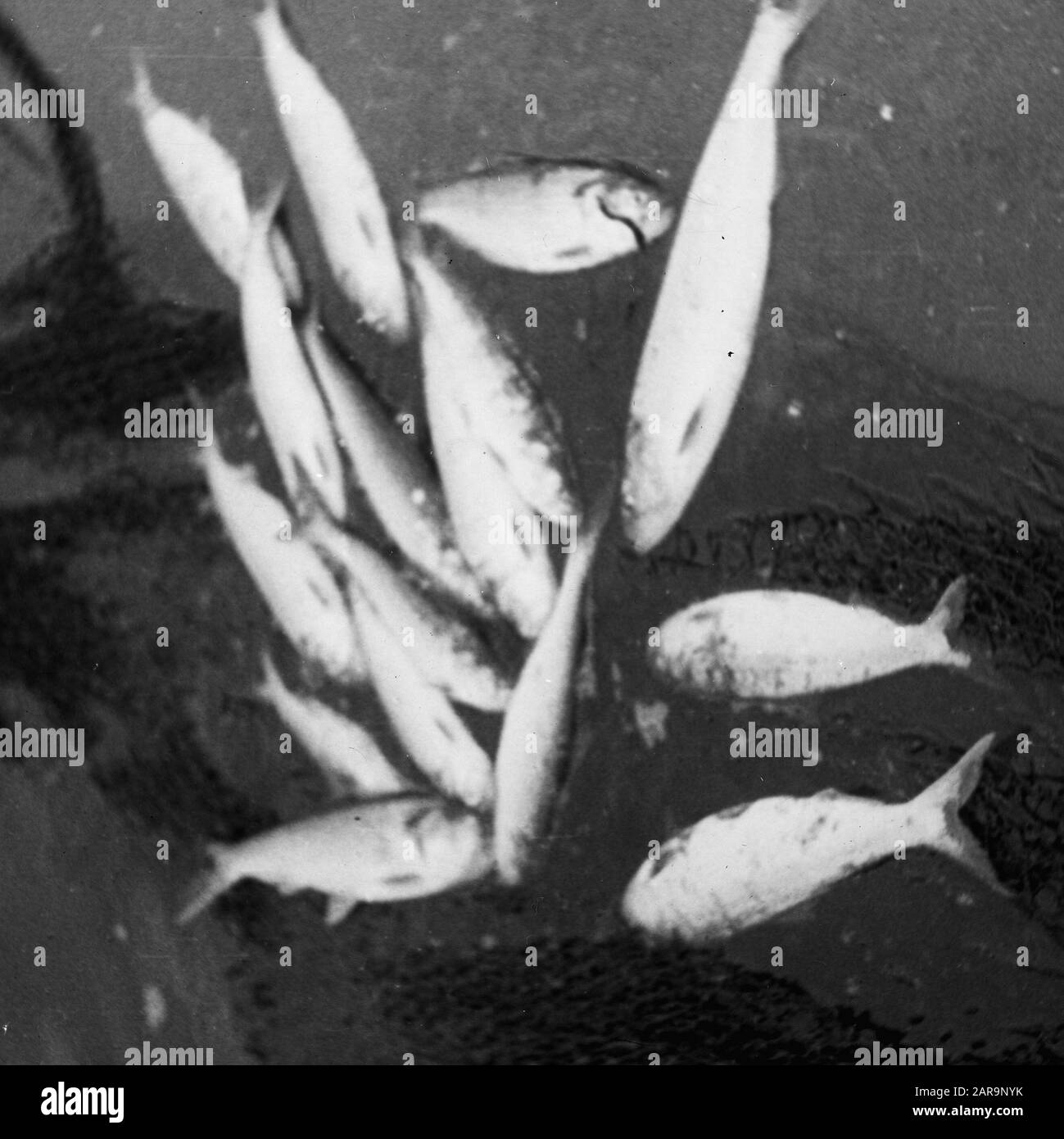 Pesca d'acqua dolce, finale Data: Parole Chiave non date: Pesca d'acqua dolce Nome personale: Finten Foto Stock Pesca d'acqua dolce, finale Data: Parole Chiave non date: Pesca d'acqua dolce Nome personale: Finten Foto Stock