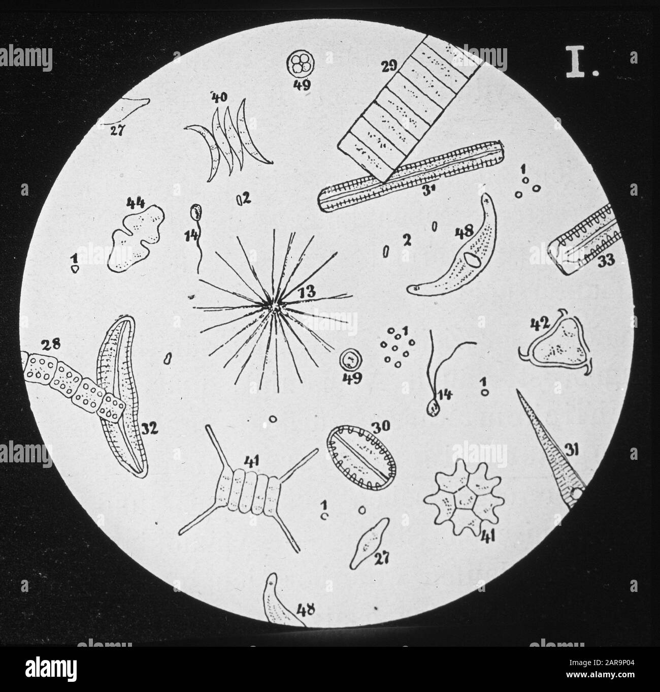 Pesca d'acqua dolce, diatomeeen Data: Parole Chiave non date: Pesca d'acqua dolce Nome personale: Diatomeeen Foto Stock