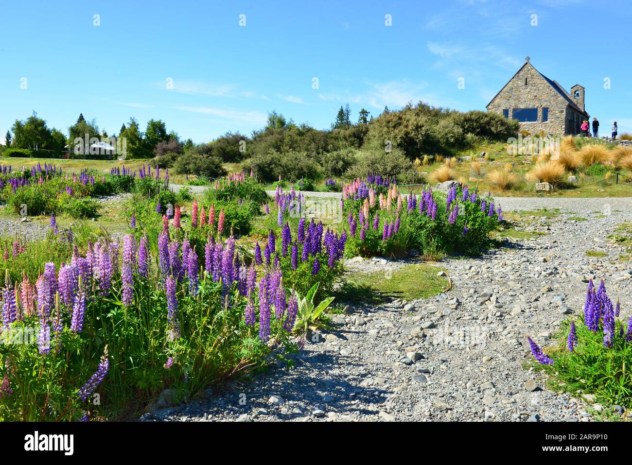 Bellissimo paesaggio lago tekapo, chiesa Buon pastore, Mt.Cook, Lupini campi, isola del Sud Nuova Zelanda Foto Stock