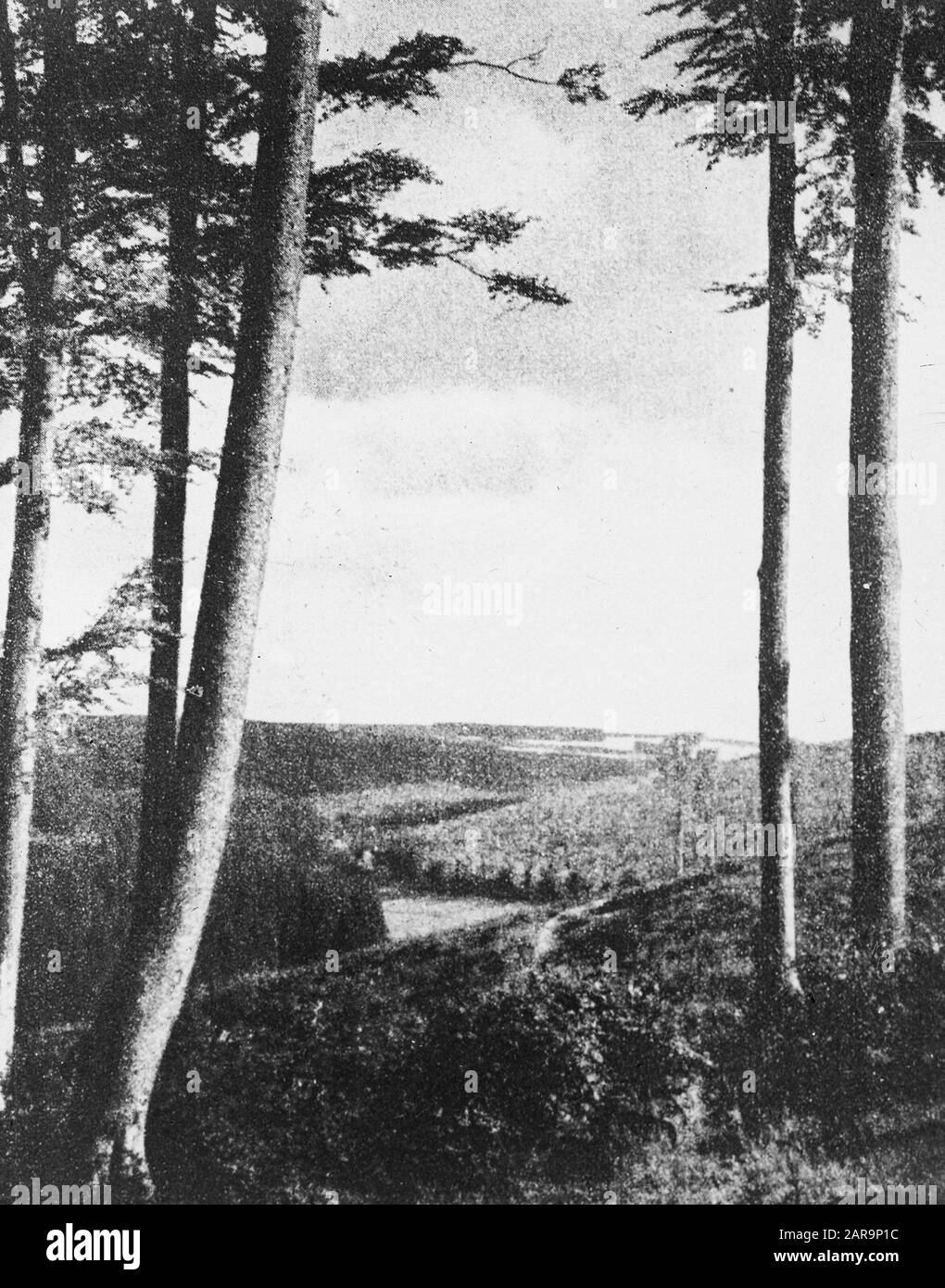 Legno caducido, alberi, foreste, viali, botaniche, faggi Data: Parole Chiave dense: Alberi, foreste, botaniche, viali, legno caducido Nome personale: Faggio Foto Stock