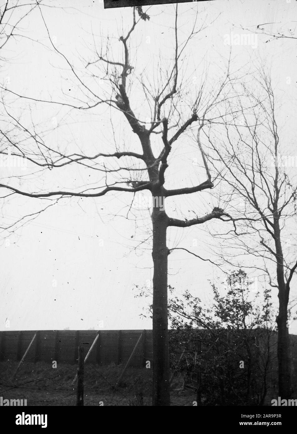 Albero poco potato Data: Parole Chiave dense: Viali, potatura, piantagioni di strada Foto Stock