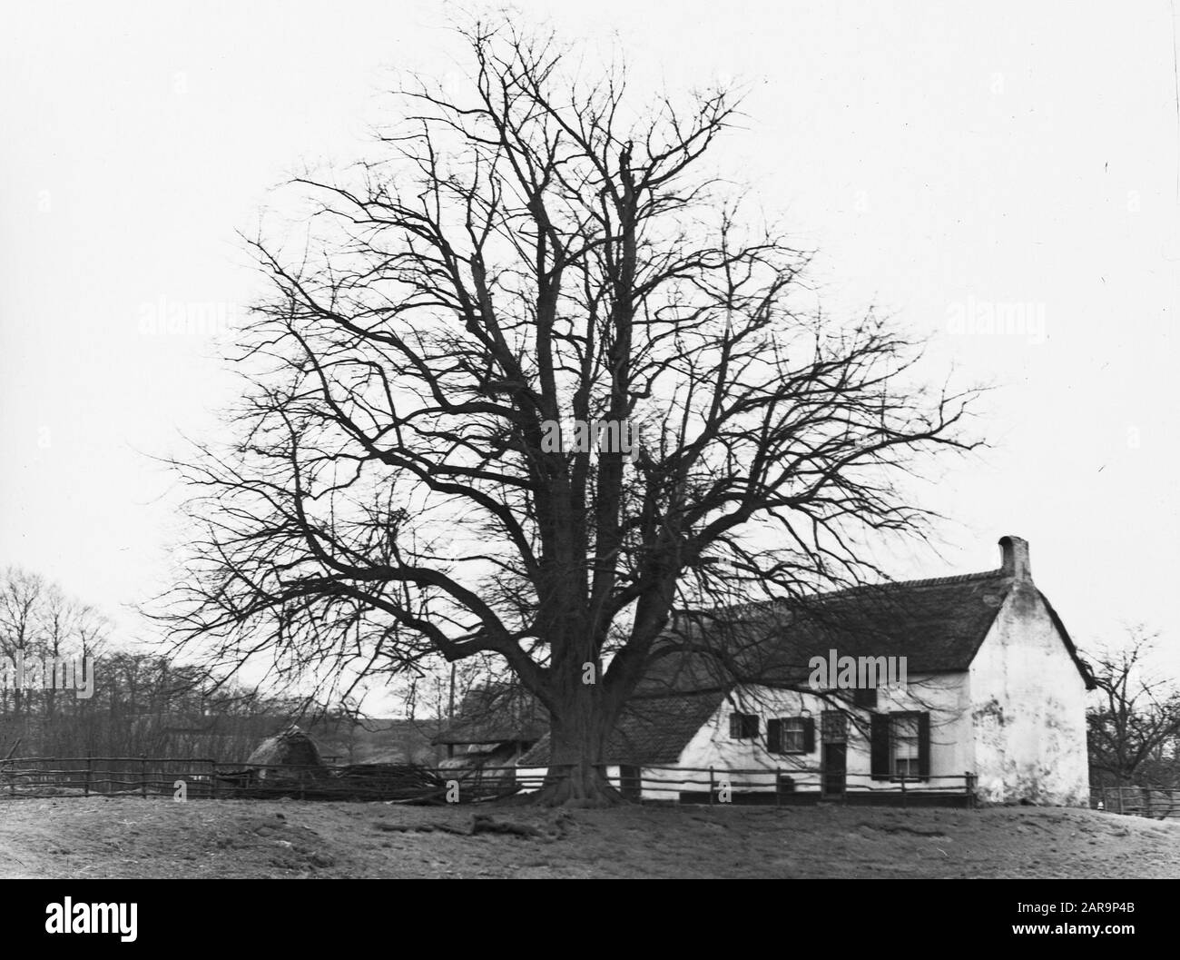 Legno caducido, alberi, foreste, viali, botaniche, linden Data: Parole Chiave dense: Alberi, foreste, botaniche, viali, legno caducido Nome personale: Linde Foto Stock