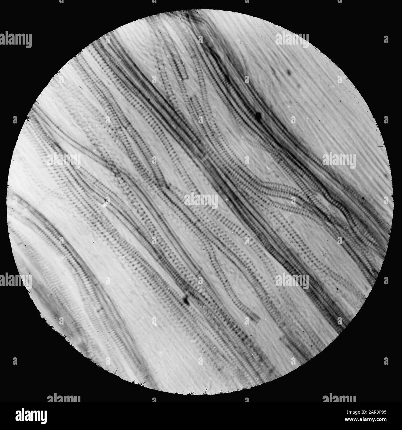 Micro-registrazione/sezione trasversale Data: Parole Chiave non date: Diramazioni Foto Stock