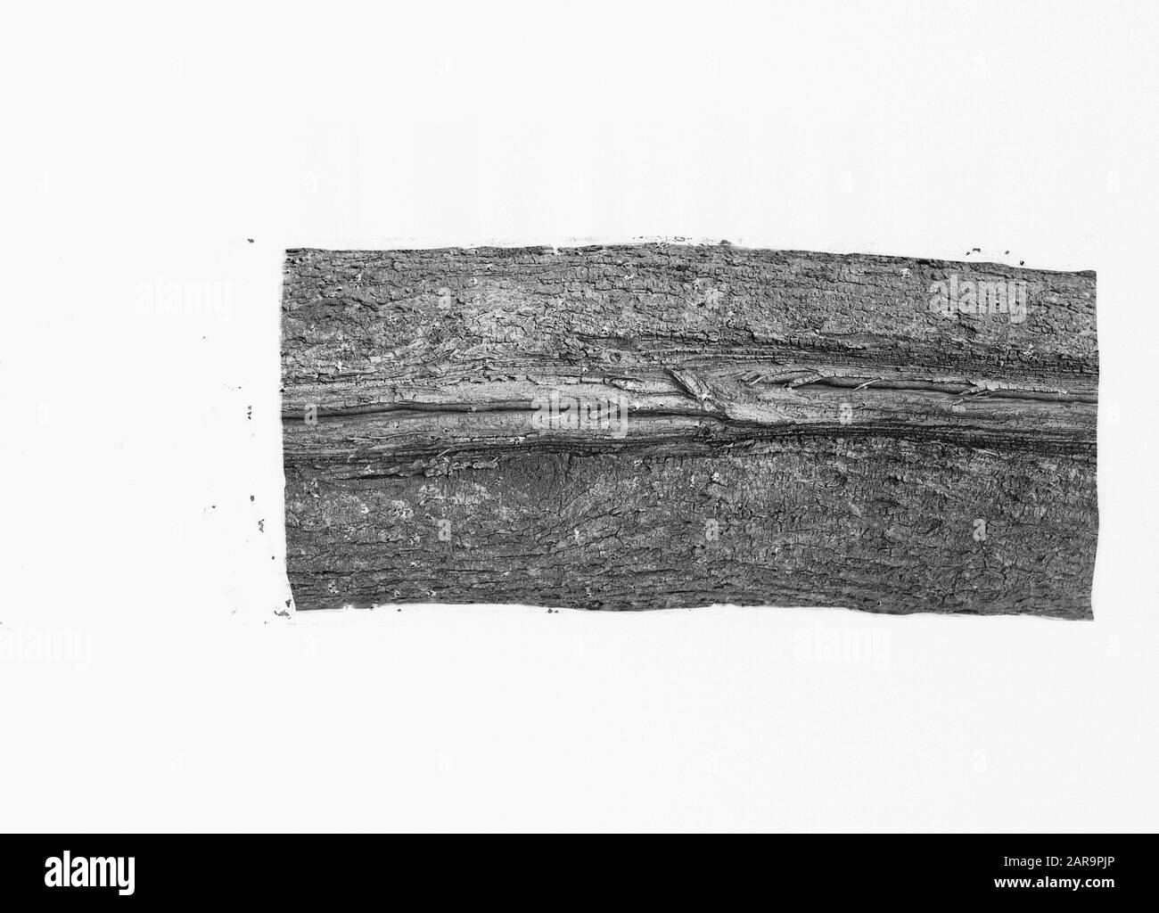 By Frost Data: Parole Chiave non date: Danni, protezione della foresta Nome personale: Elm Foto Stock