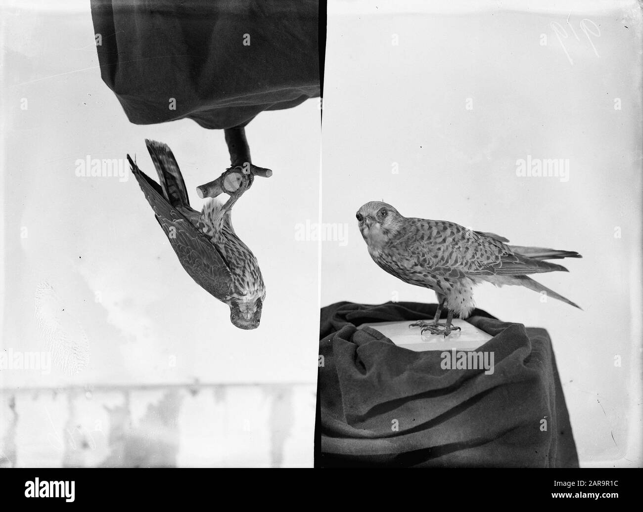 Riproduzioni, uccelli, gheppio, falco albero Data: Parole Chiave non date: Riproduzioni, uccelli Nome personale: Falco albero, gheppio Foto Stock