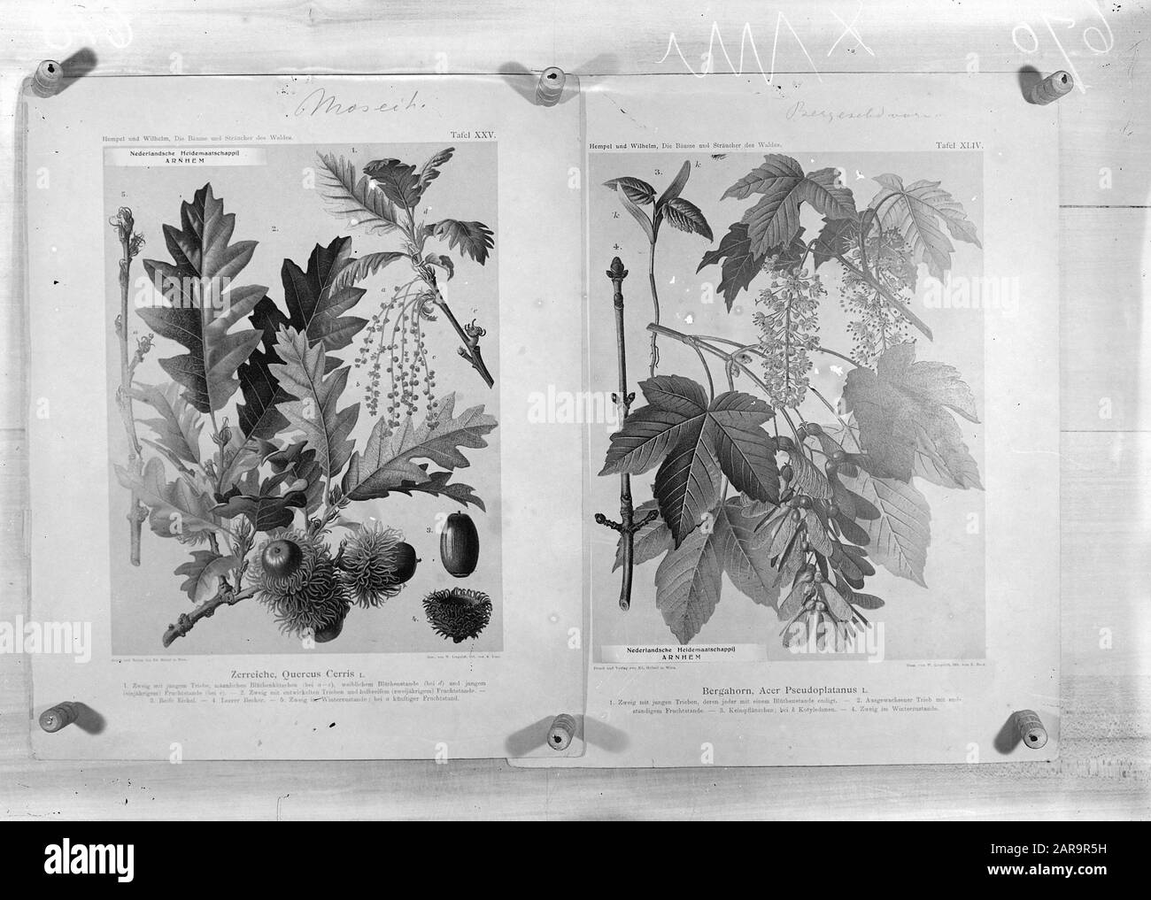 Lanterna immagini Data: Parole Chiave non date: Riproduzioni, twigs Nome personale: Acer pseudoplatanus, hippophae rhamnoides Foto Stock