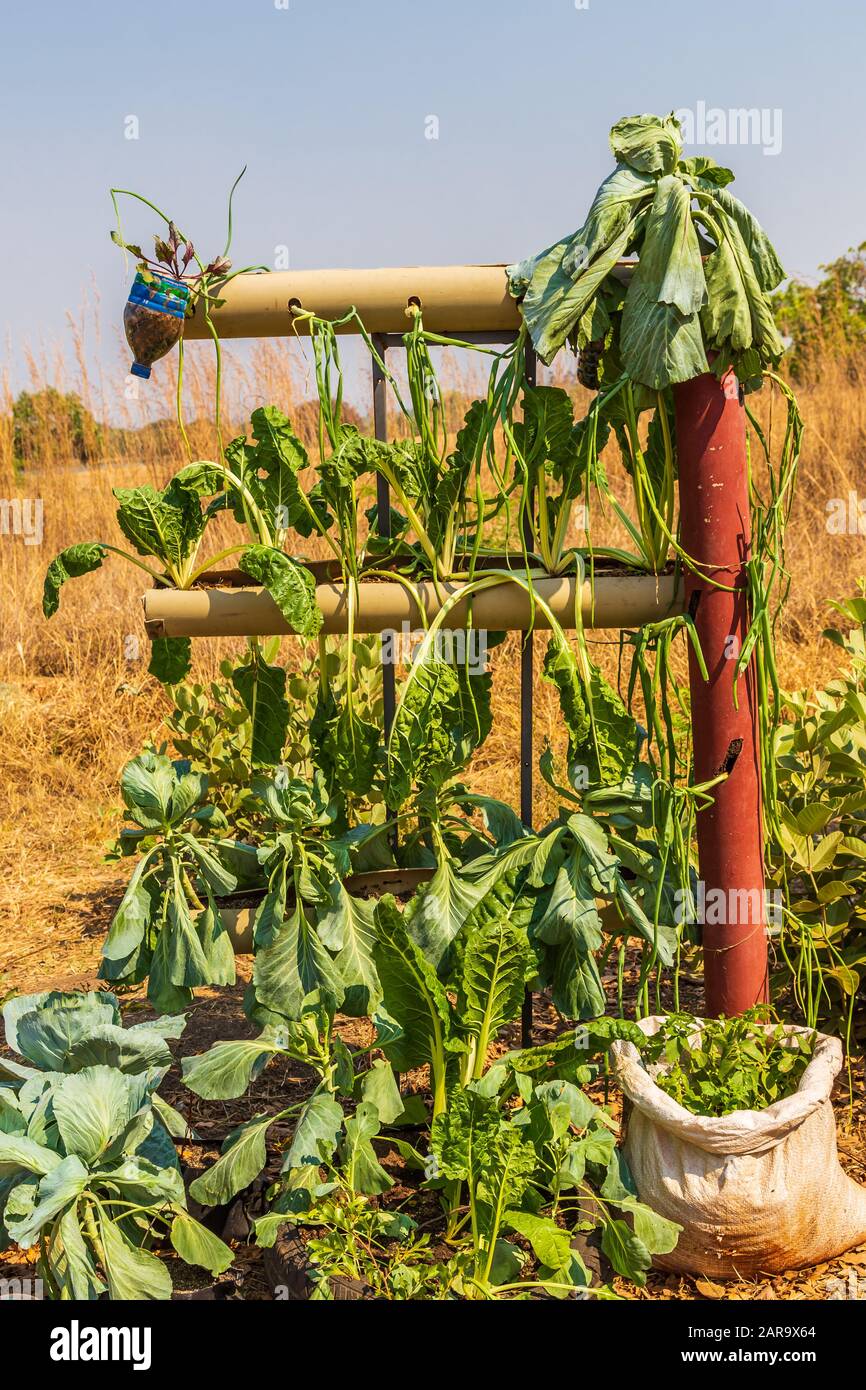 Idea economica per il giardinaggio verticale utilizzando tubi. Foto Stock