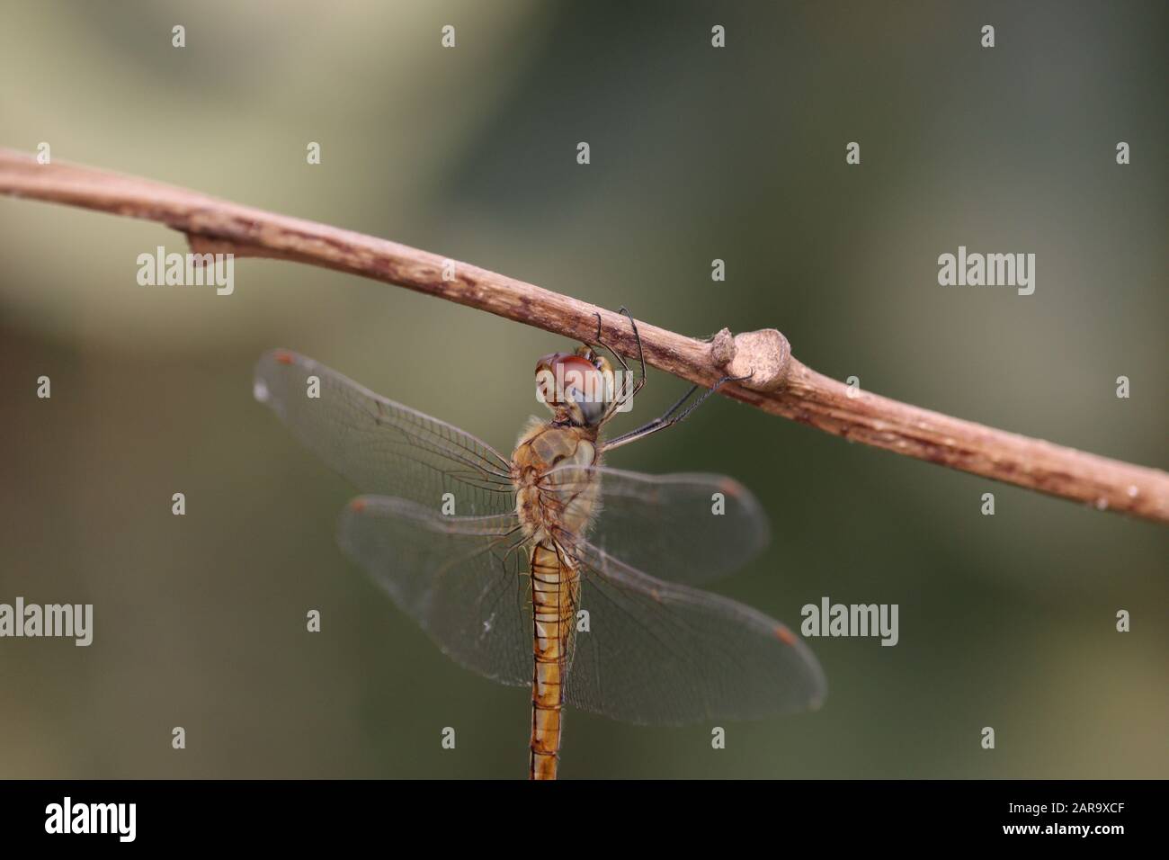 dragonfly su ramo di albero. dragonfly prato vista. insetto ritratto. Foto Stock