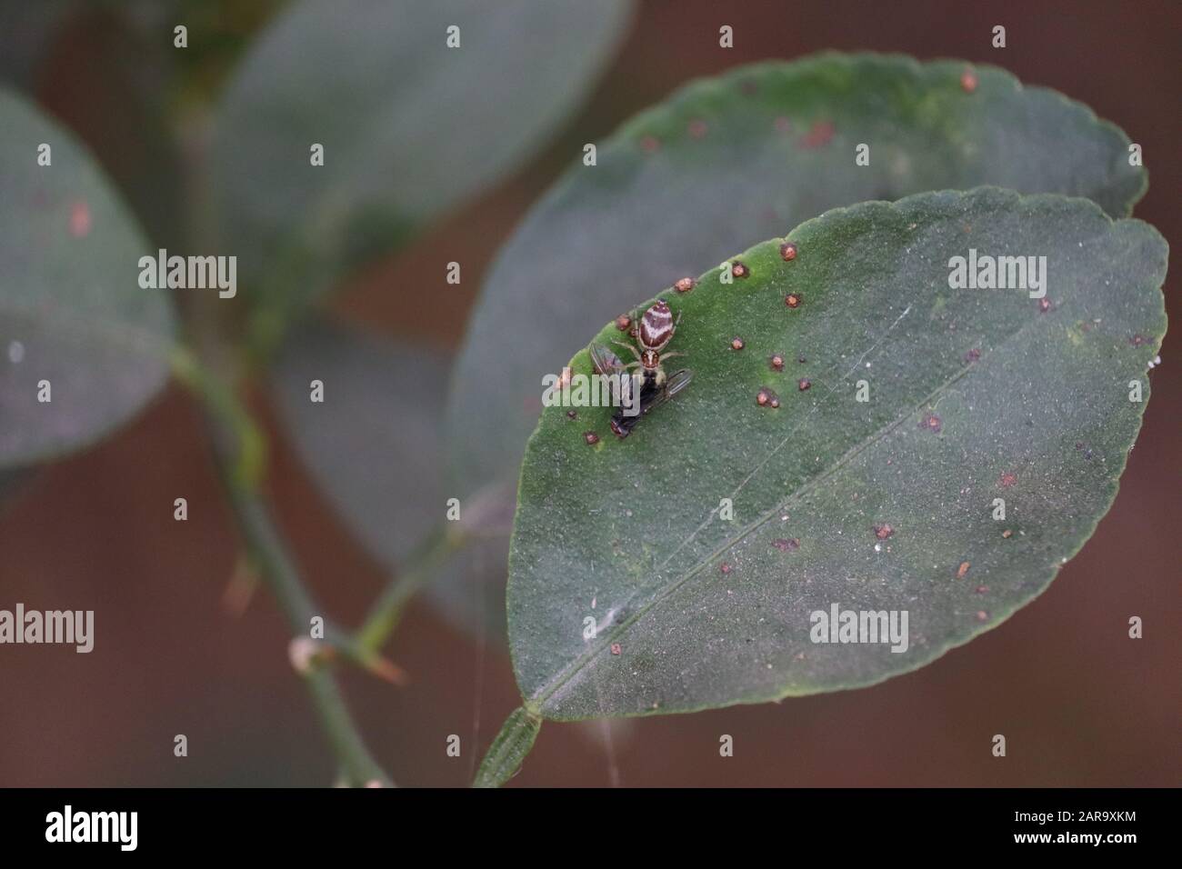 Primo piano spider uccidere e mangiare housefly in natura Foto Stock