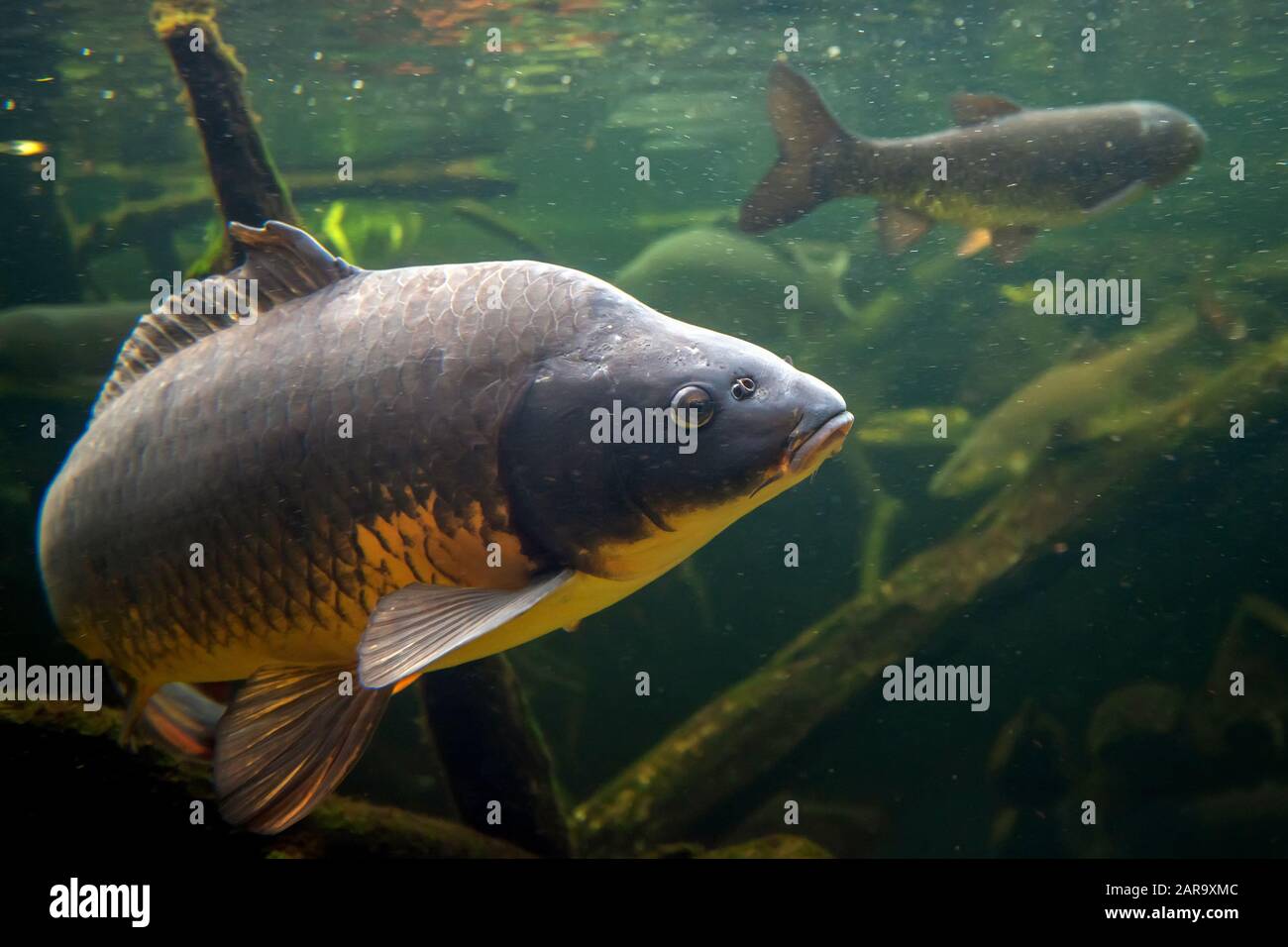 Pesci di acqua dolce carpa (Cyprinus carpio) nello stagno. Riprese subacquee nel lago. La vita selvatica animale Foto Stock