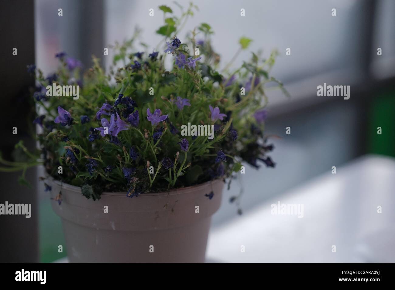Campanula isophylla, viola fiori di bellflowers in un piatto su un tavolo vicino alla finestra. Foto Stock