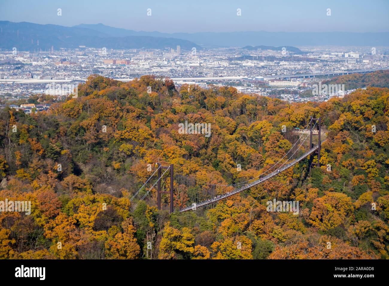 Ponte Sospeso Nella Foresta Decidua Durante L'Autunno Foliage, Hoshi No Buranko, Hoshida, Katano, Osaka, Giappone. Long Shot, Vista Aerea Foto Stock