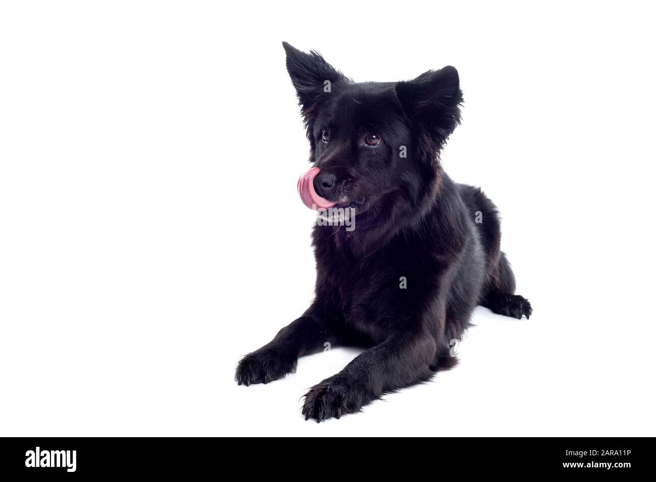 Cane nero in studio Foto Stock