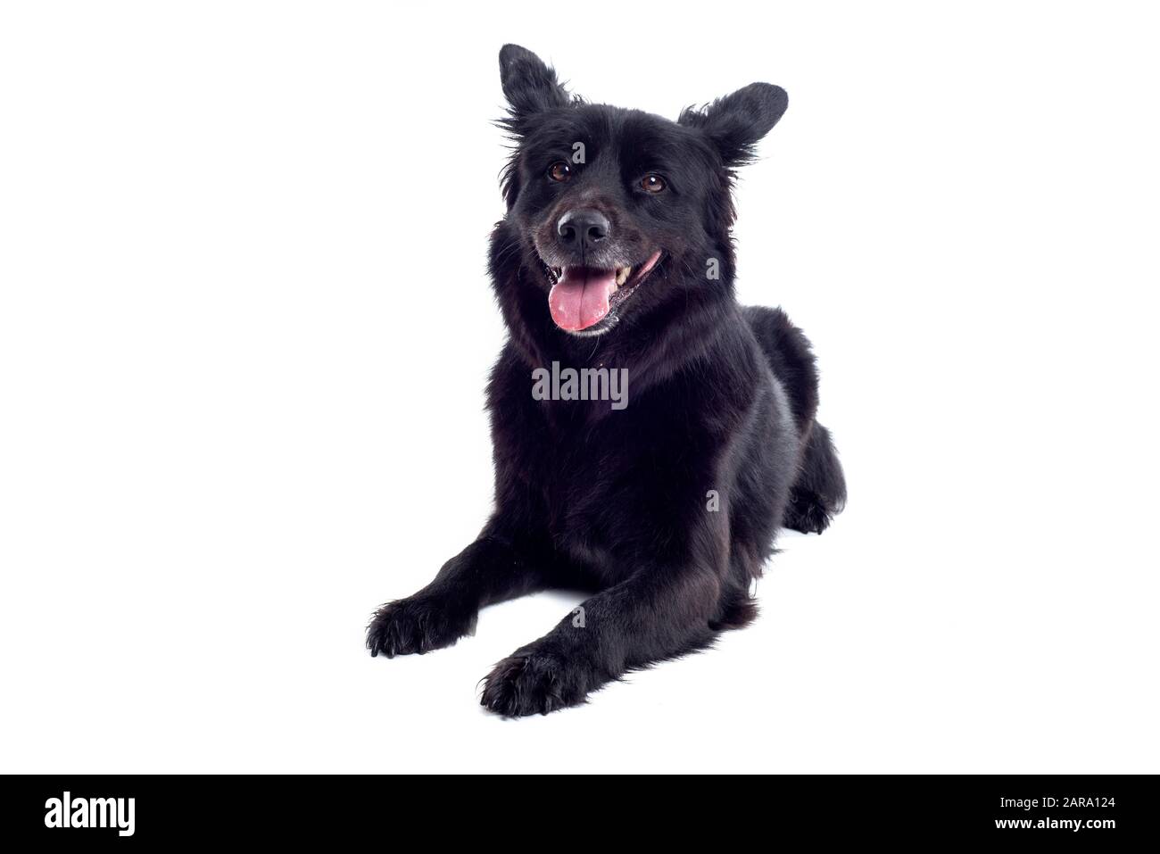 Cane nero in studio Foto Stock