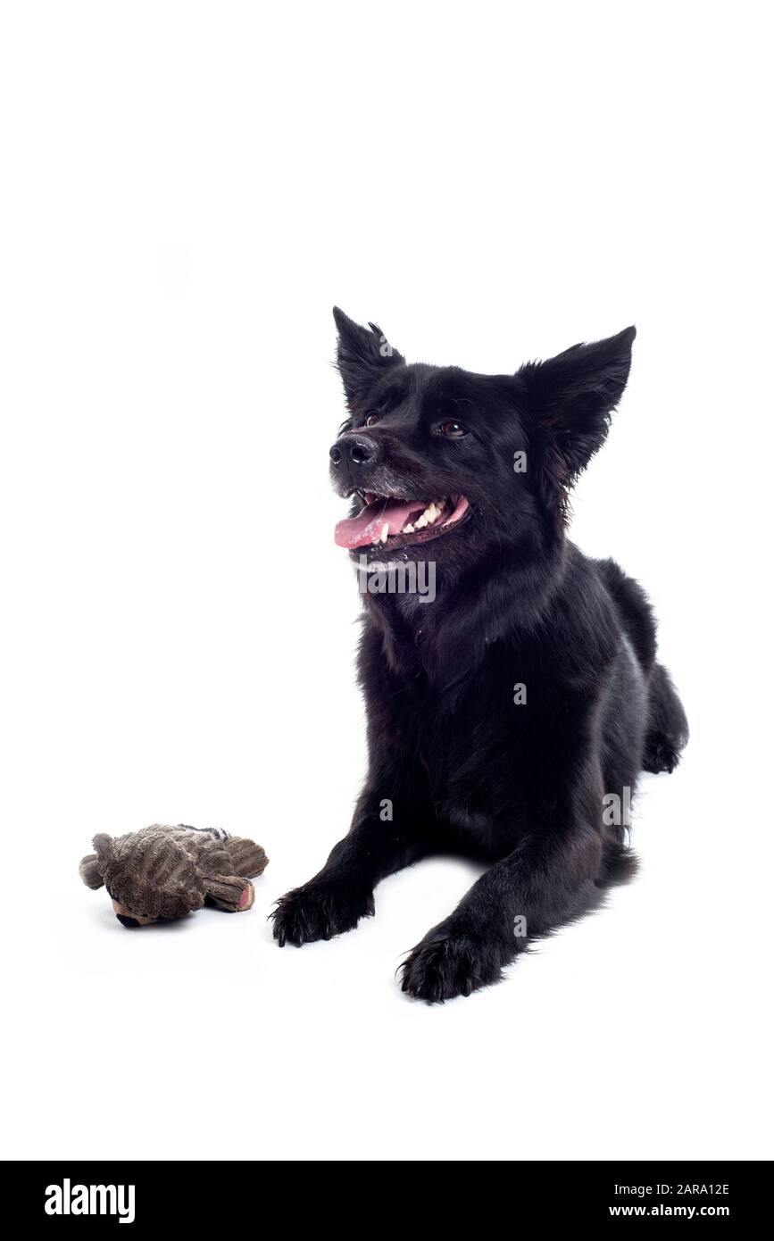 Cane nero in studio Foto Stock