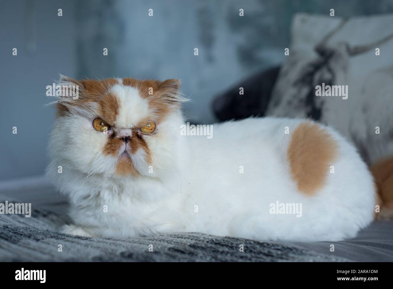 Gatto Persiano Bianco E Marrone Chiaro Foto Stock Alamy