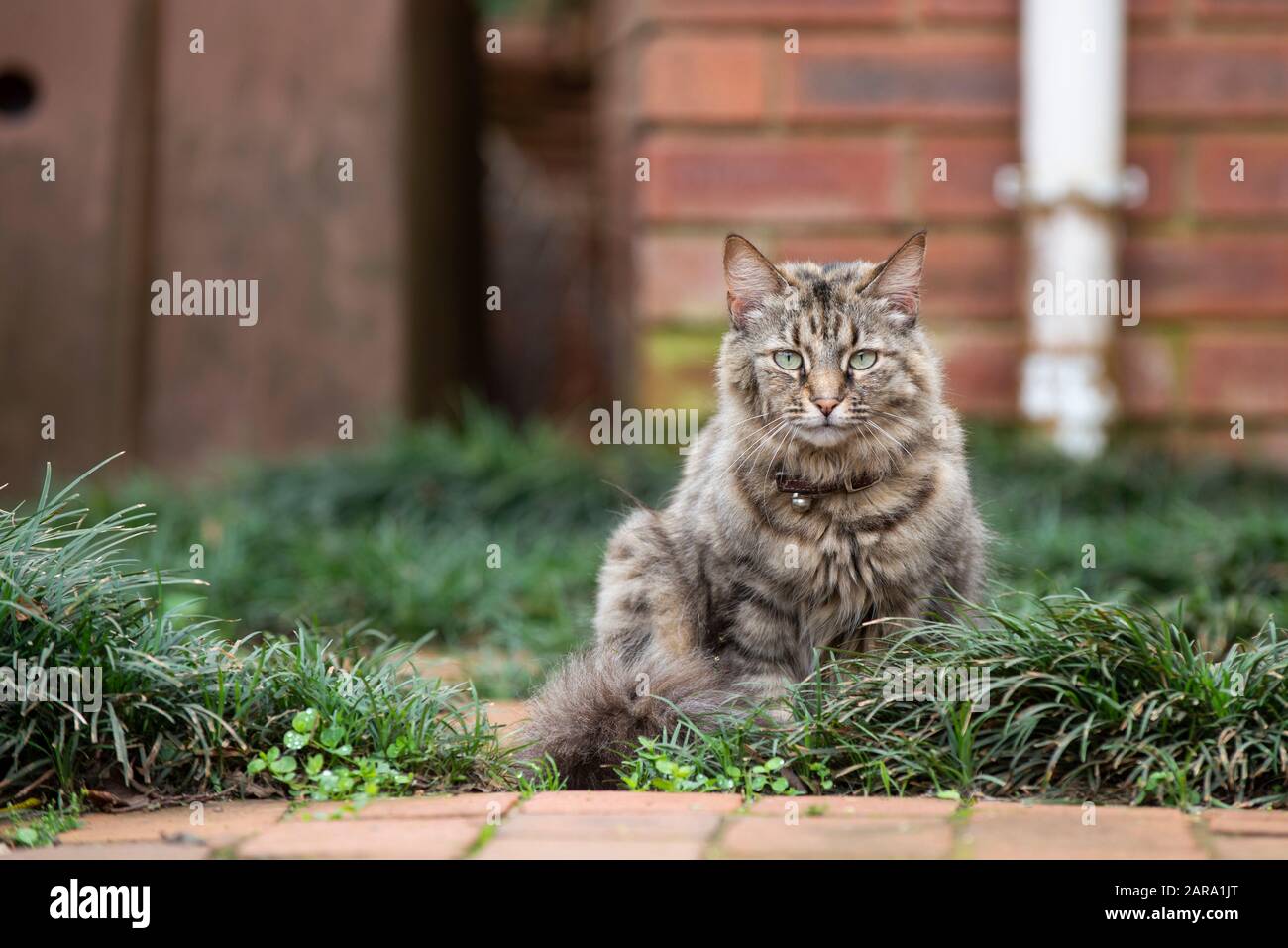 Cat Nazionale, Westville, Sudafrica Foto Stock