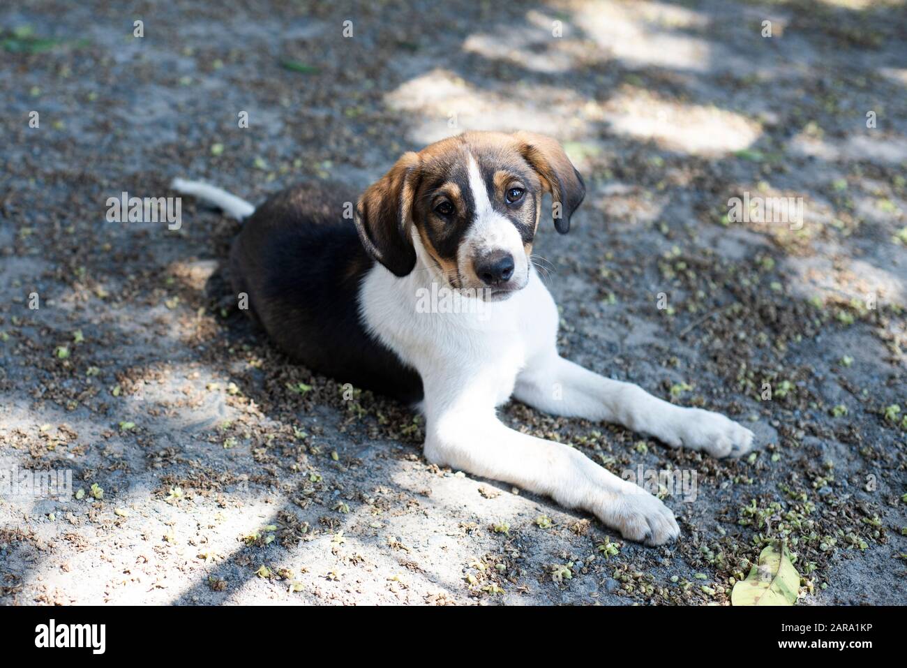 Salvataggio Cane Ritratto Foto Stock
