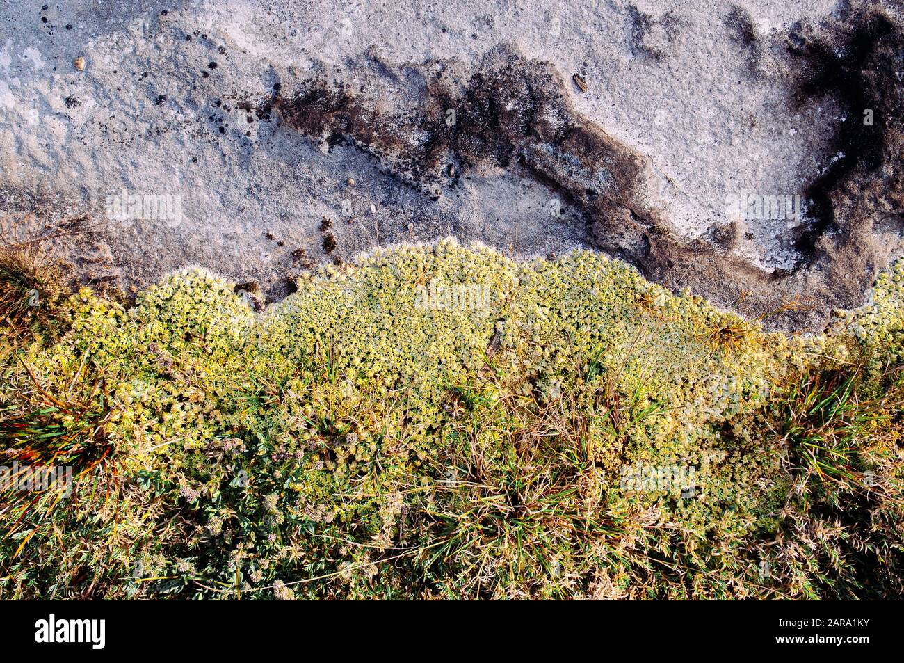 Verde muschio fresco in pietra in lussureggiante foresta tropicale - Buona natura ambientale e pura del parco nazionale Phu Kradueng - Loei, Thailandia Foto Stock