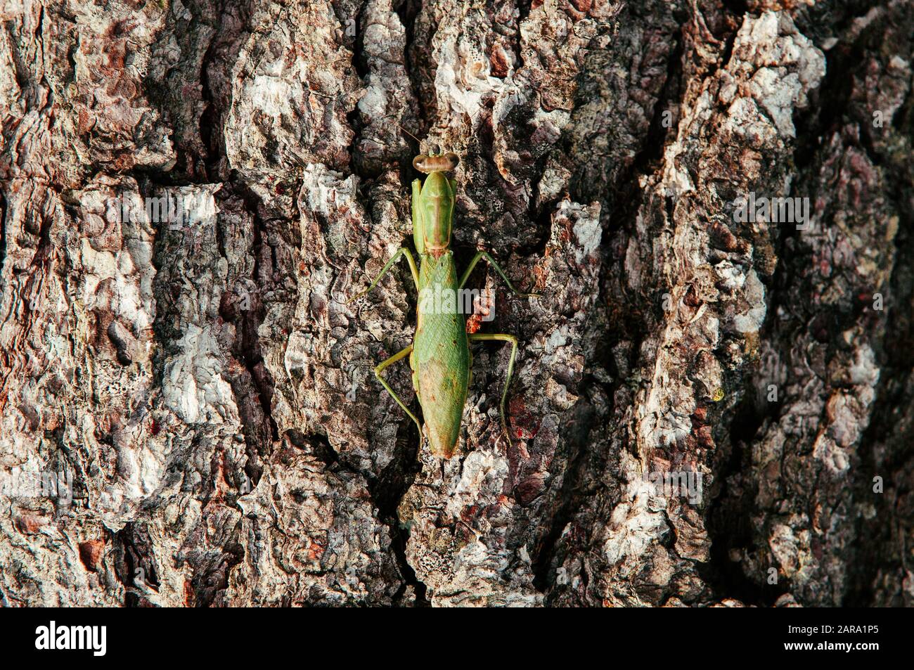 Verde selvaggio Mantis sulla corteccia dell'albero i particolari sul retro e sulle ali - insetto naturale tropicale del predatore Foto Stock