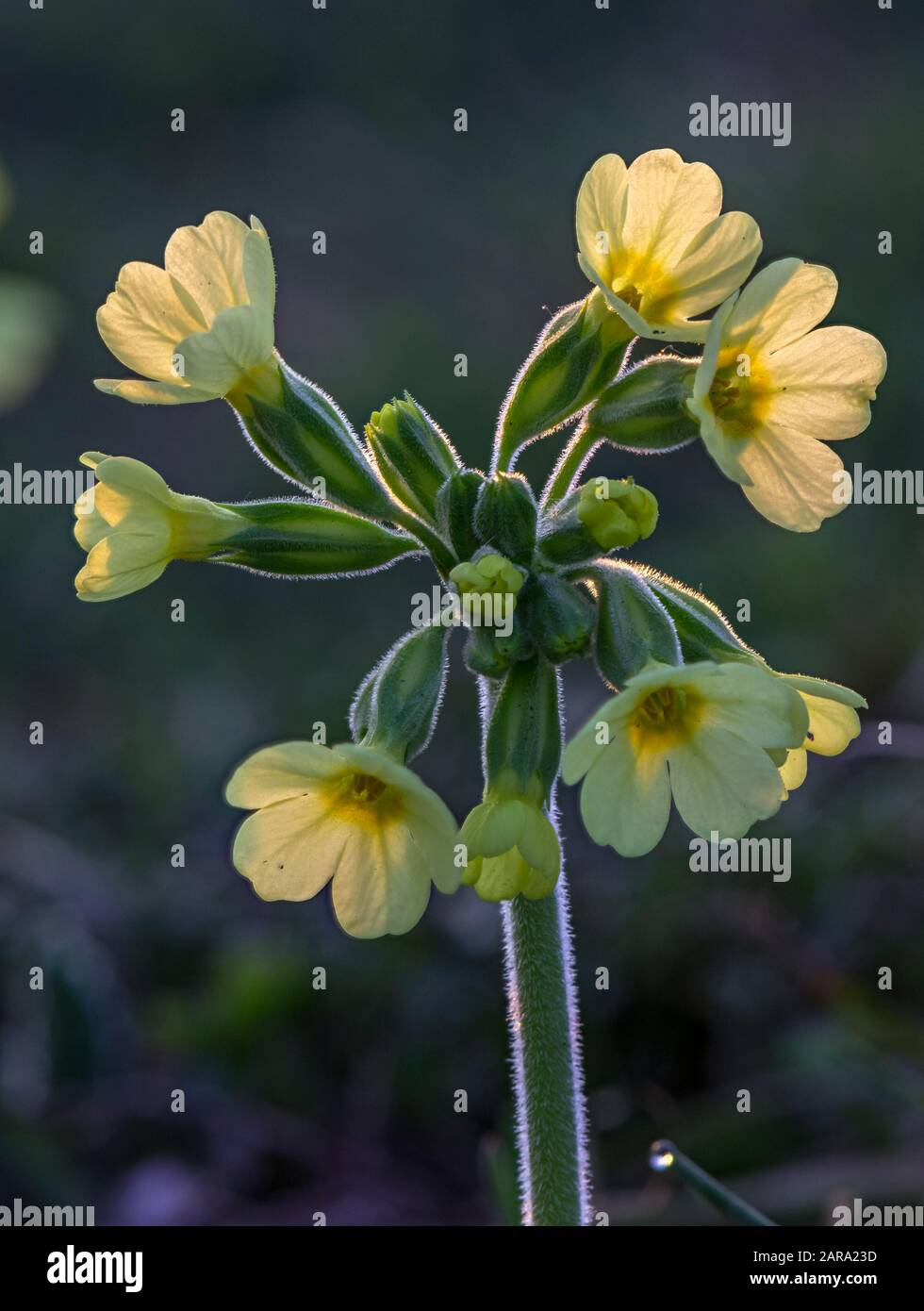 Cowslip comune (Primula veris), Bassa Austria, Austria Foto Stock