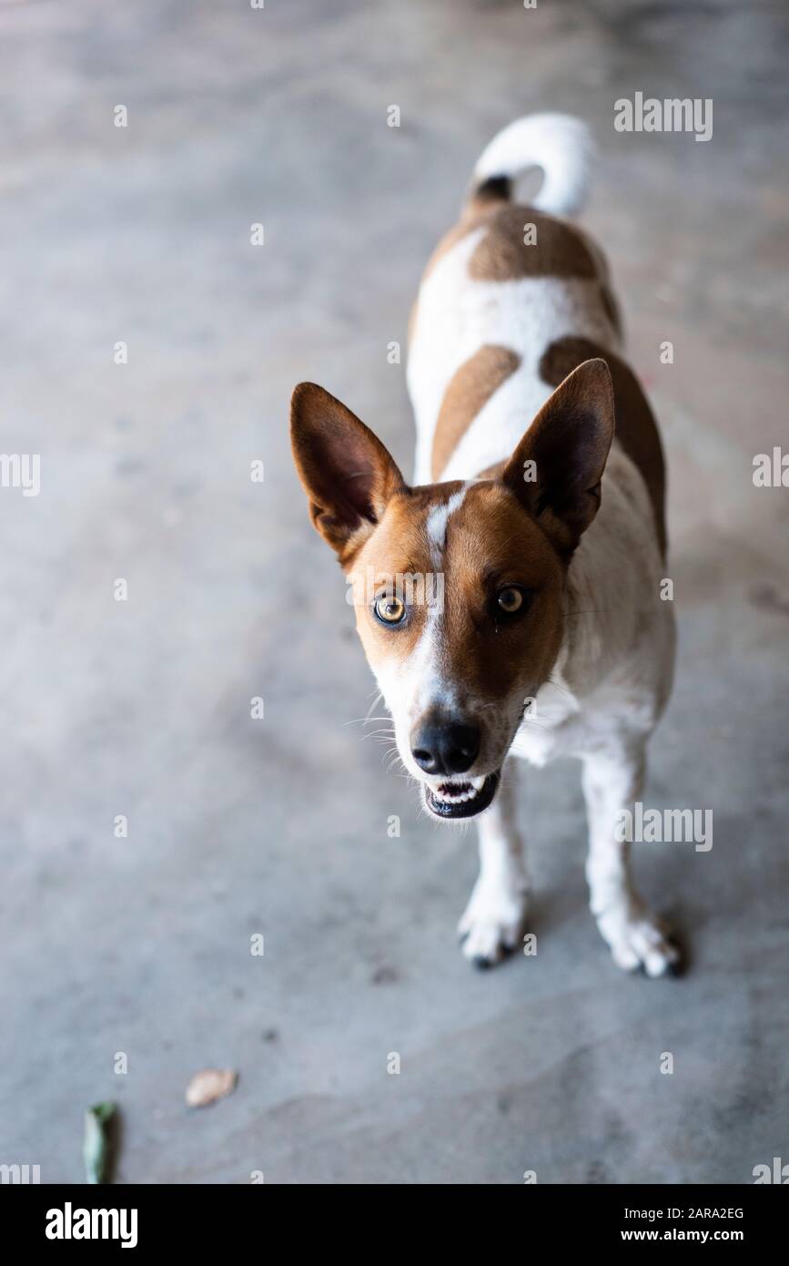 Primo piano di razza mista cane. Foto Stock