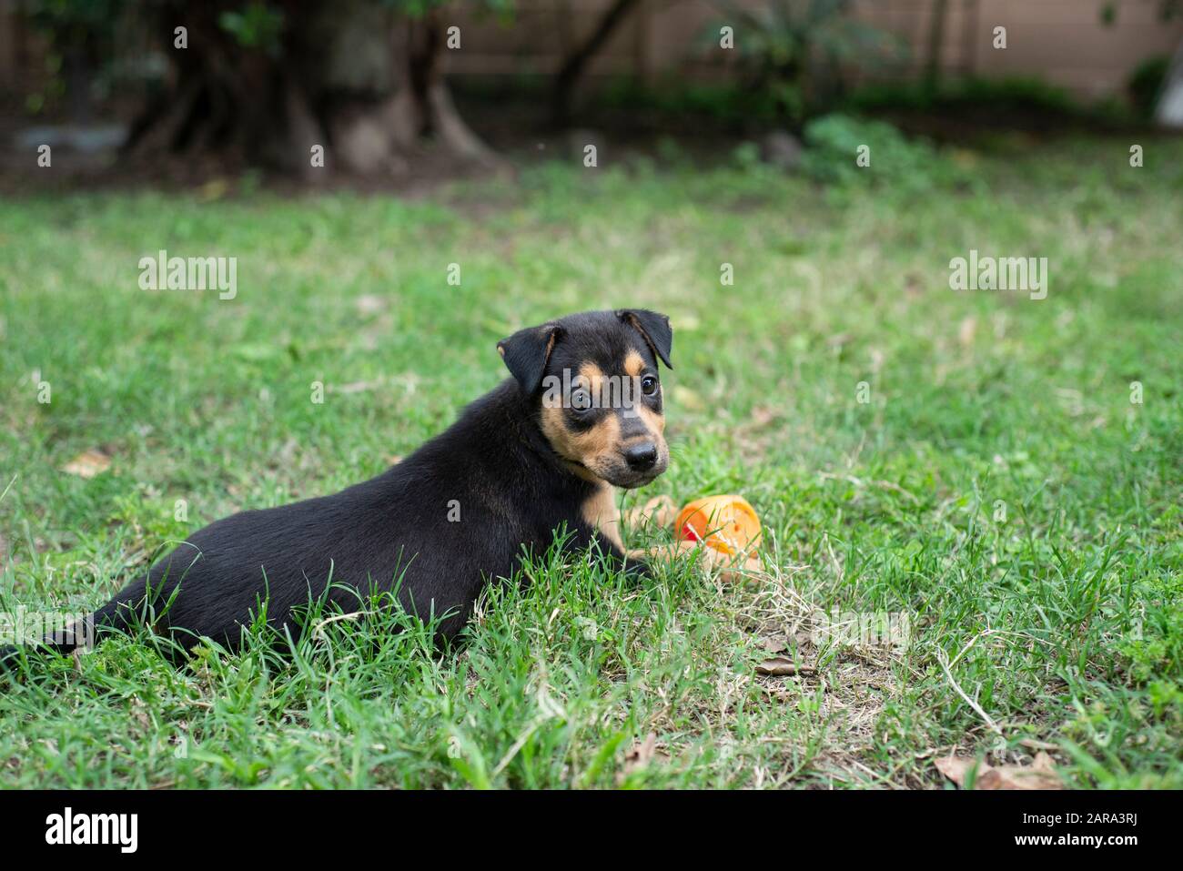 Salvataggio Cane Ritratto Foto Stock
