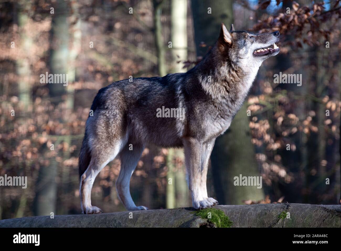 16 gennaio 2020, Brandeburgo, Neuruppin/Ot Gühlen-Glienicke: Un lupo si trova nel parco animale Kunsterspring nel recinto su un tronco di albero. Il pacchetto lupo nella recinzione attualmente consiste di cinque animali che sono stati sollevati a mano. In totale, più di 500 animali di 90 specie diverse vivono nello zoo del distretto di Ostprignnitz-Ruppin. Foto: Soeren Stache/dpa-Zentralbild/ZB Foto Stock