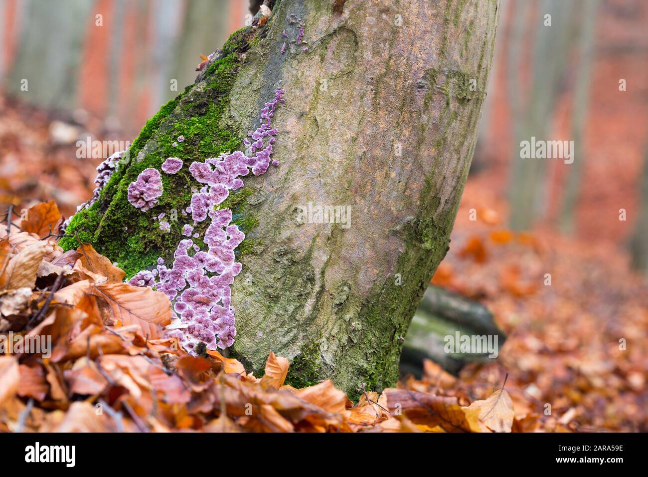 Fungo parassita Chondrostereum purpurreum crescente su tronchi di albero Foto Stock